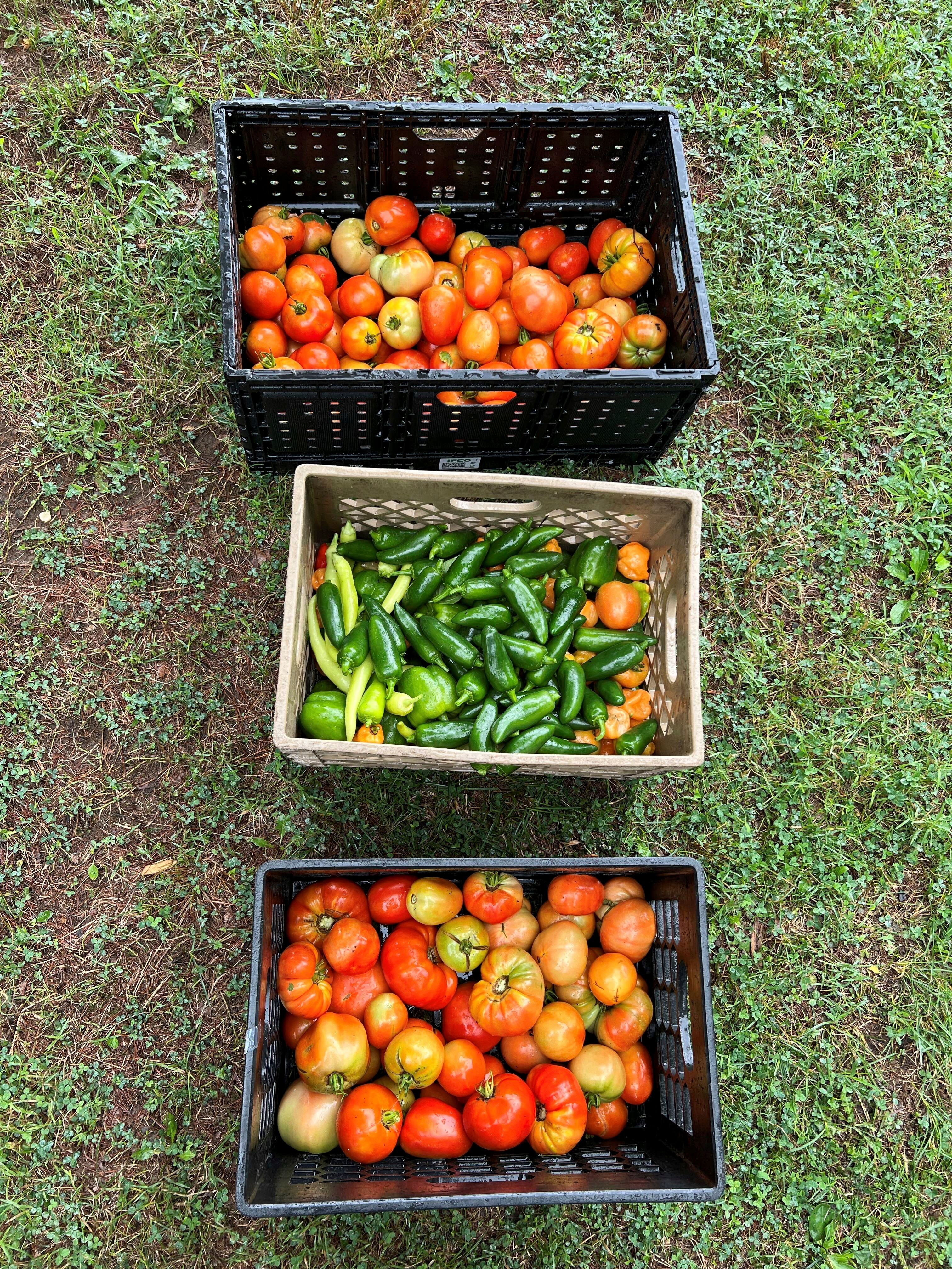 Gardening-For the Hungry