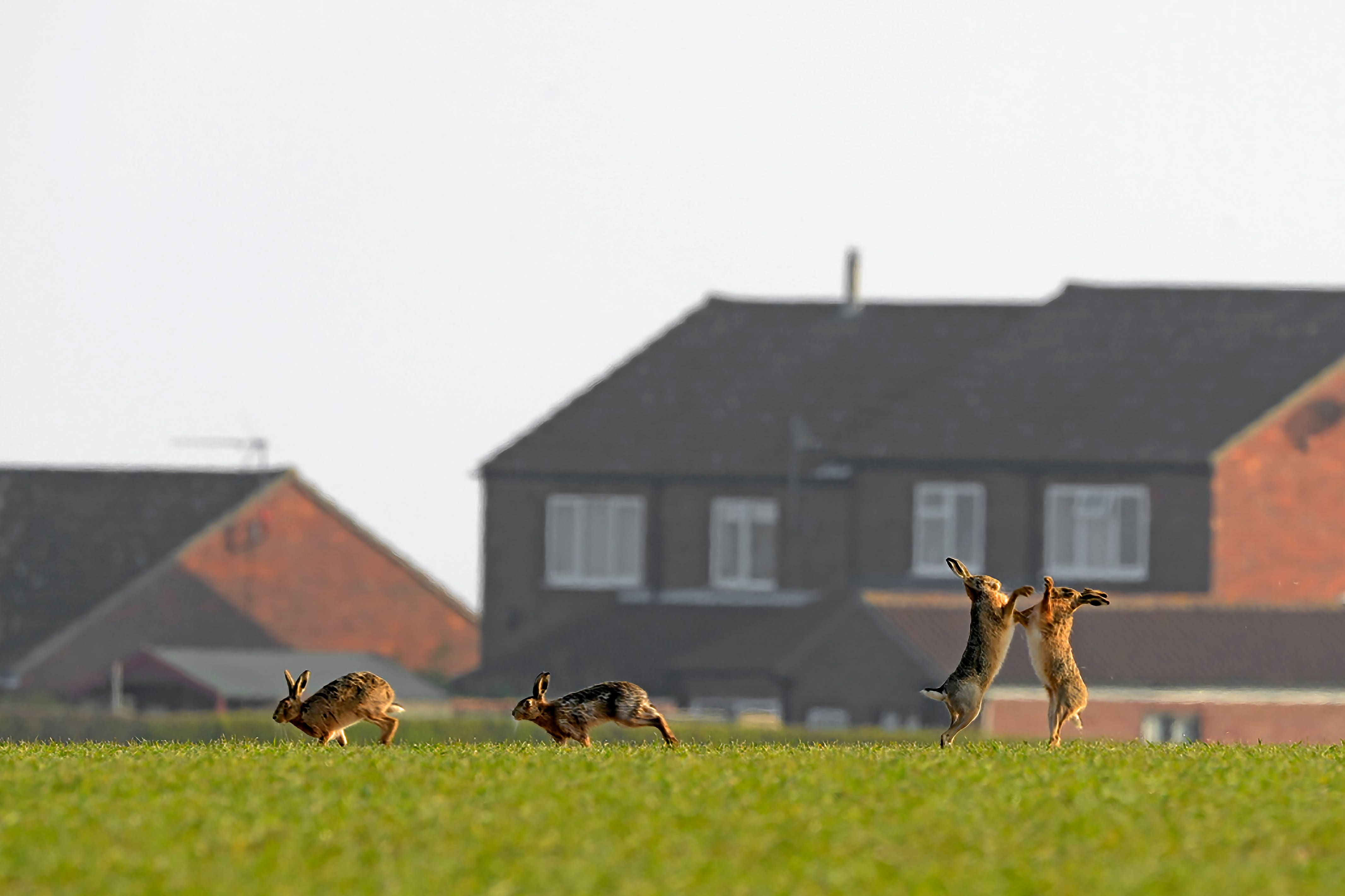 Hares seen boxing as volunteers are urged to record wild mammals seen in urban spaces. (Craig Jones/PTES)