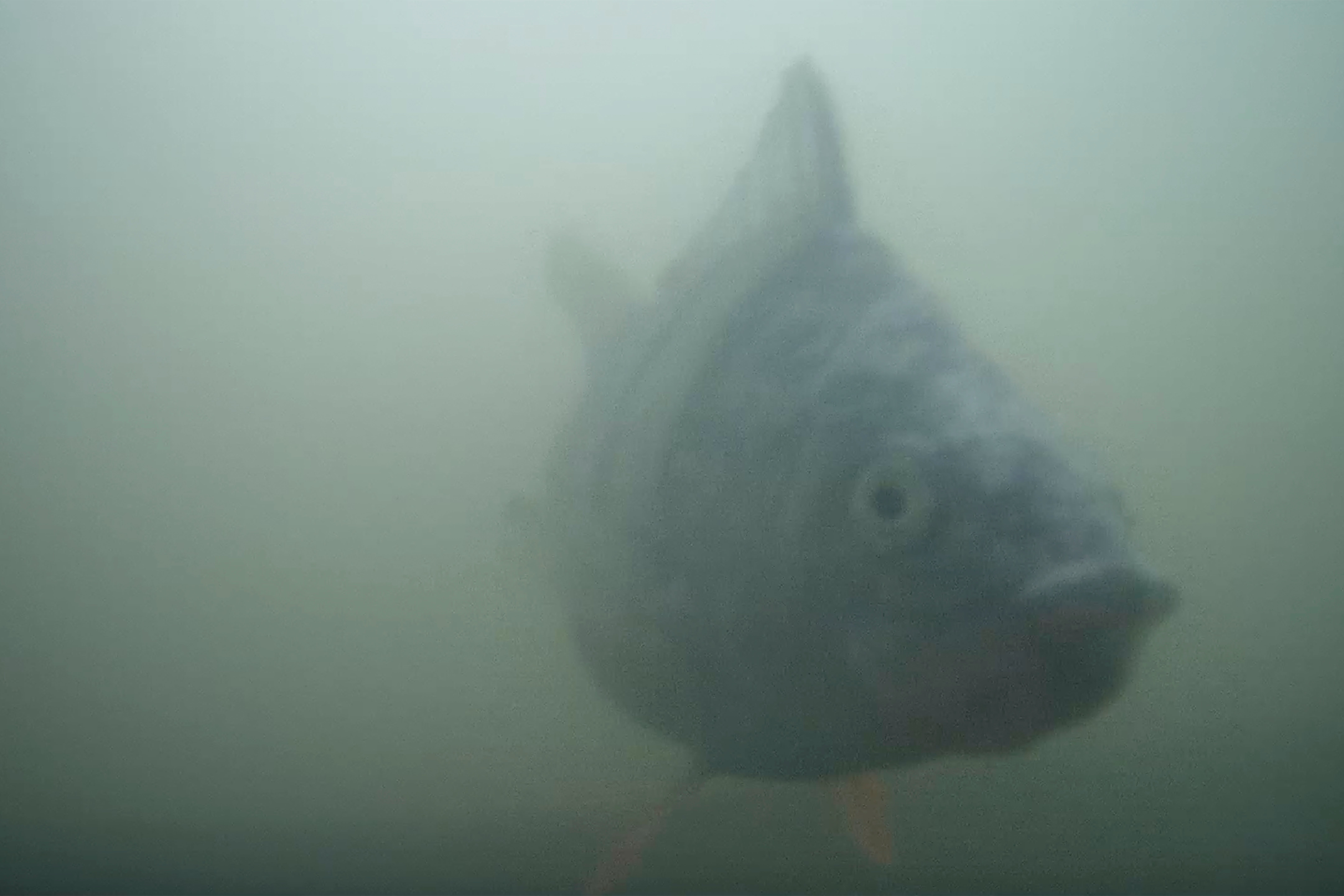 A bream fish caught on the doorbell camera