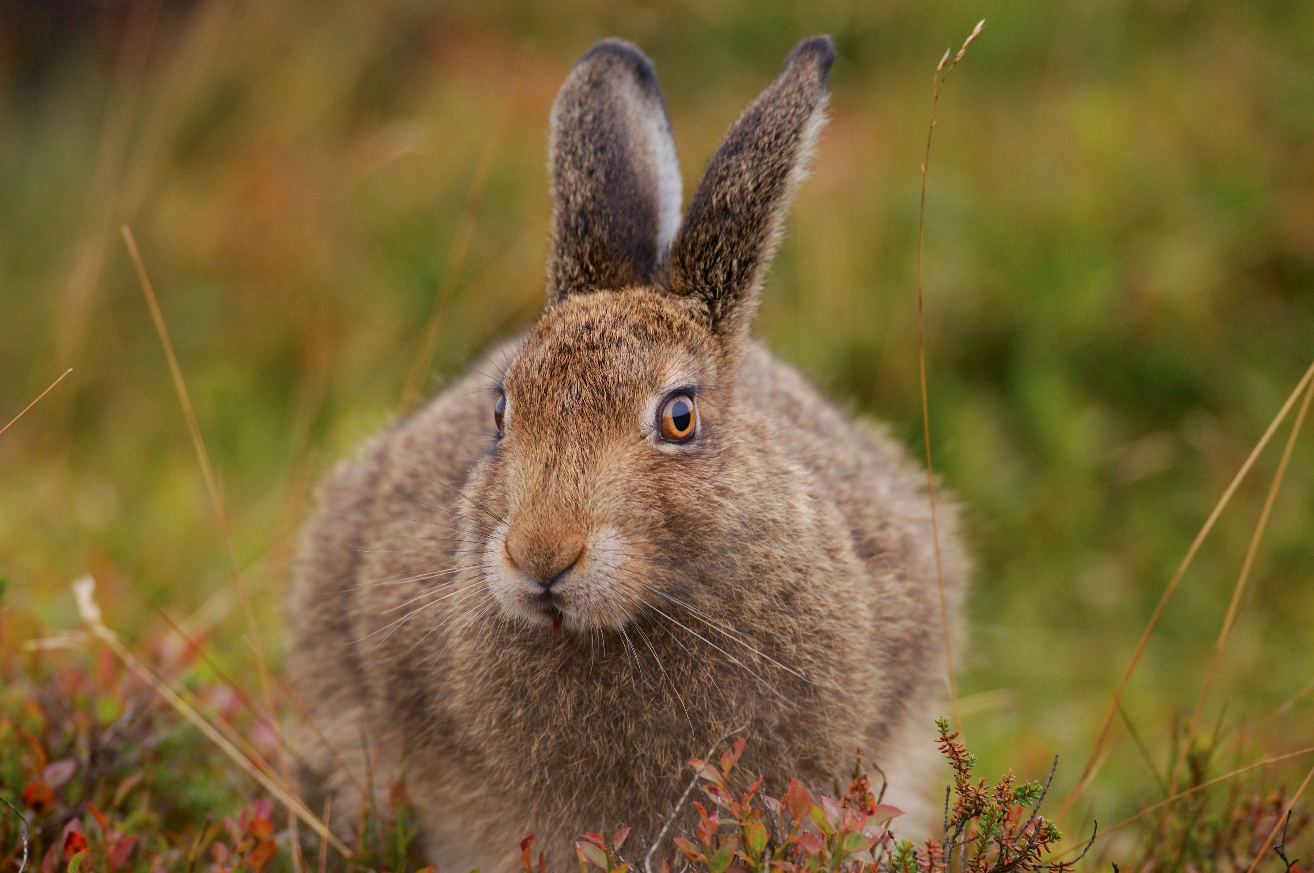A mountain hare