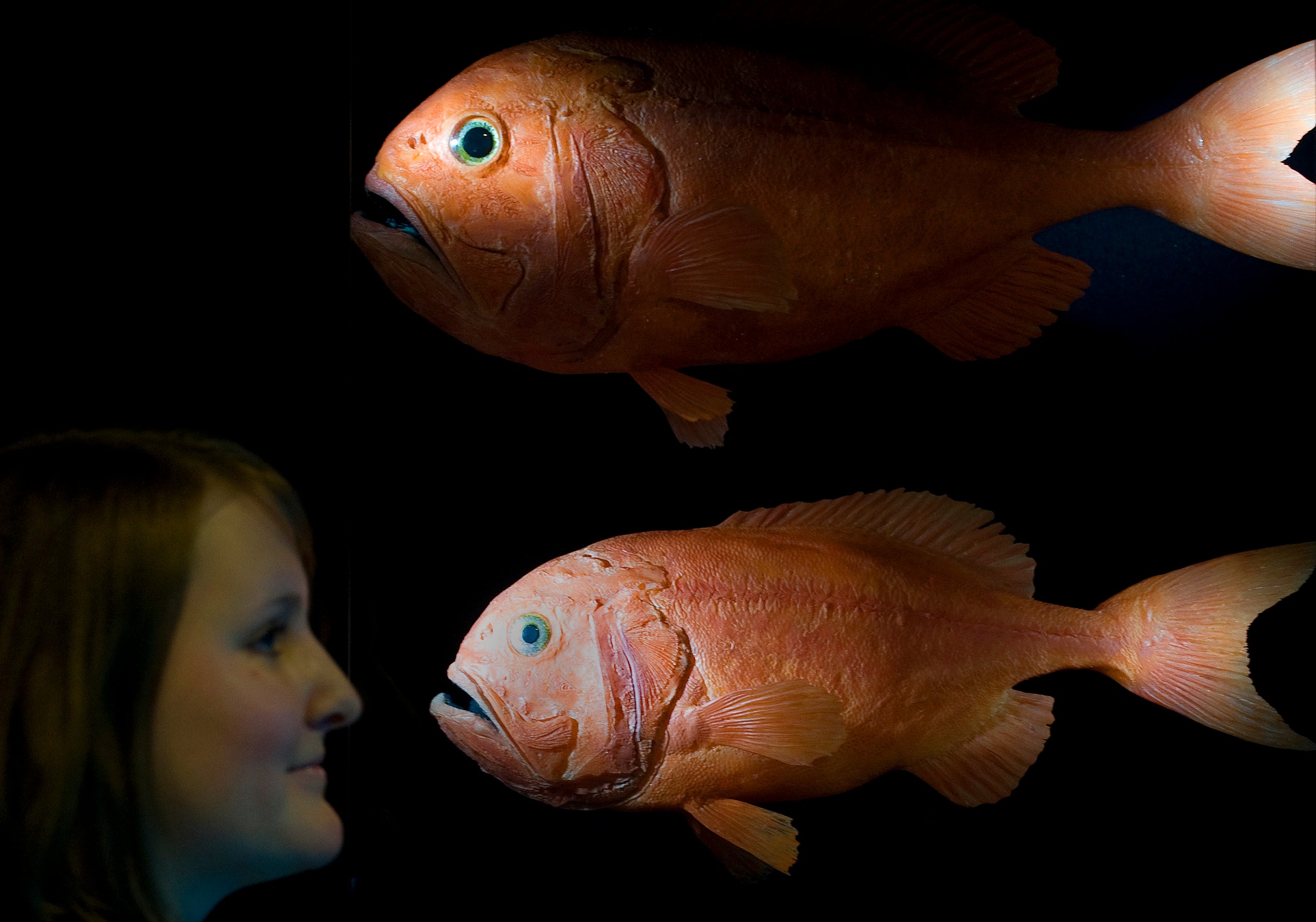 File. A museum employee looks at models of the orange roughy in Dresden, Germany