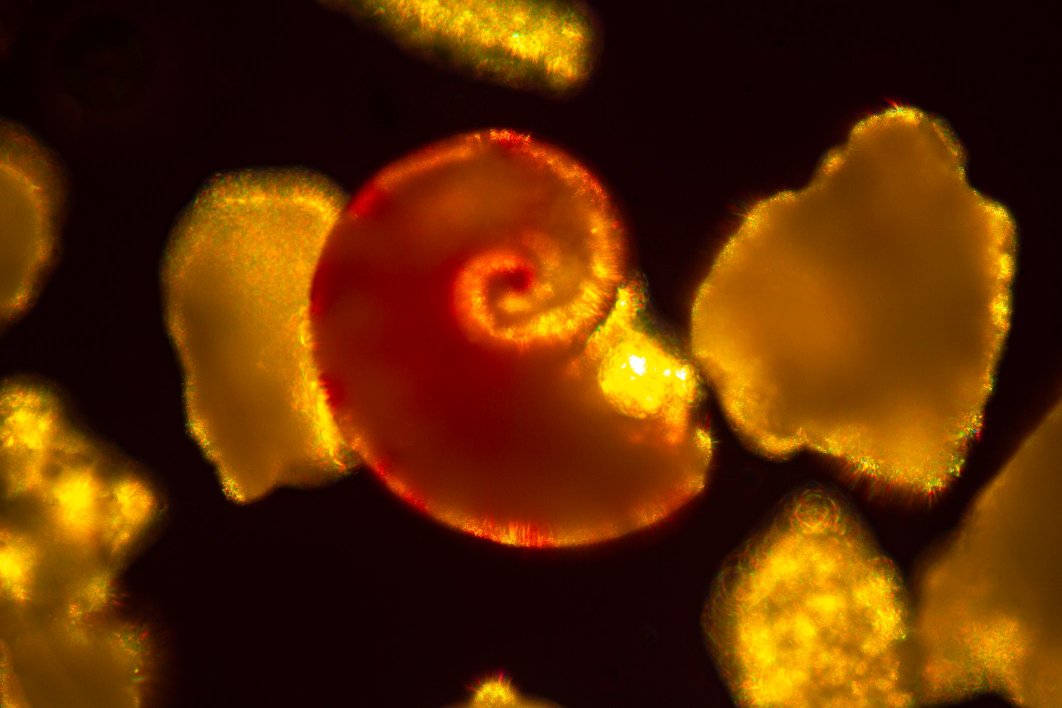 Foraminifera are tiny single-celled organisms, either floating in the ocean surface or living on the seabed