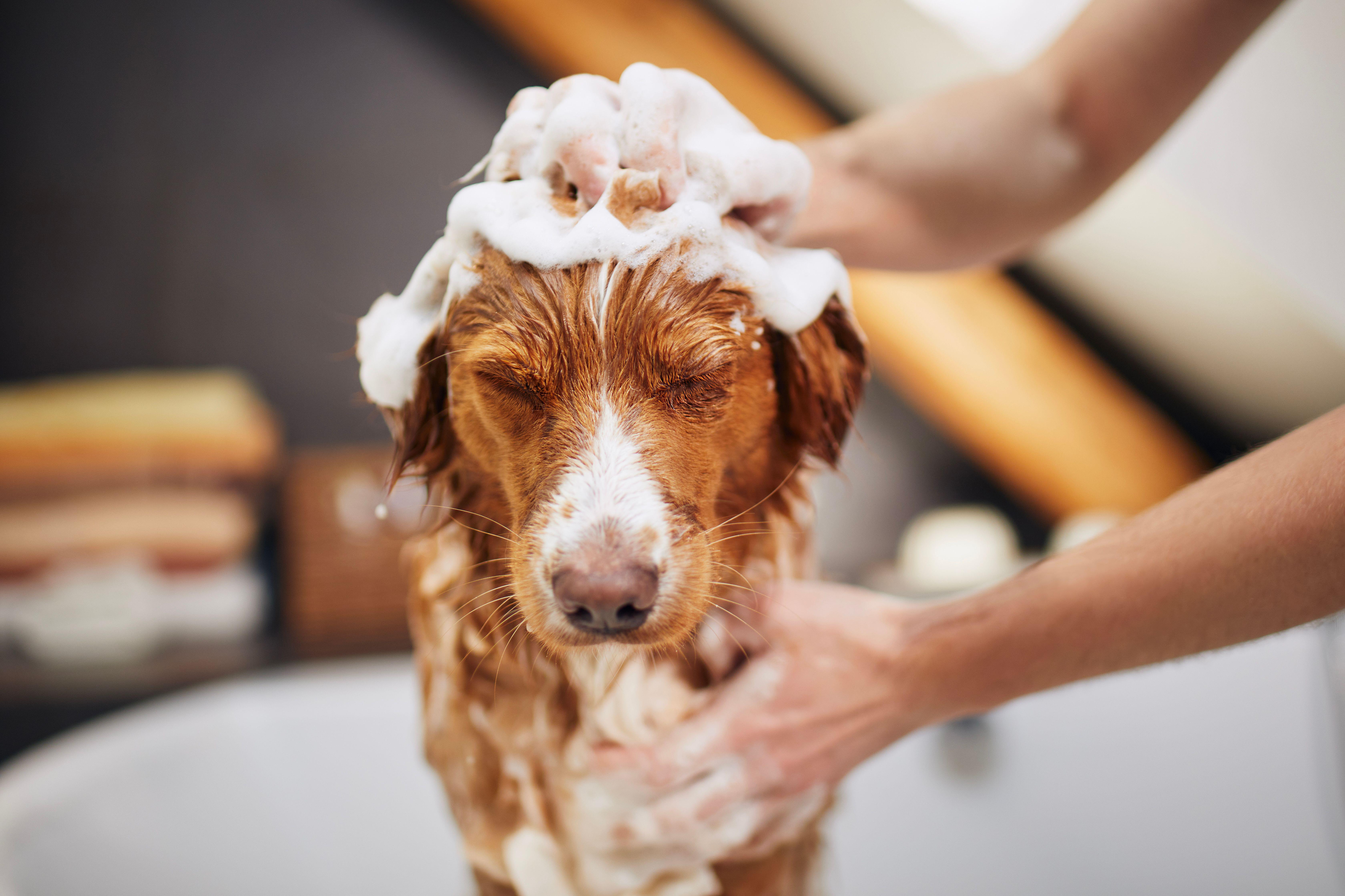 Regularly bathing your pet can reduce the amount of dander in your home