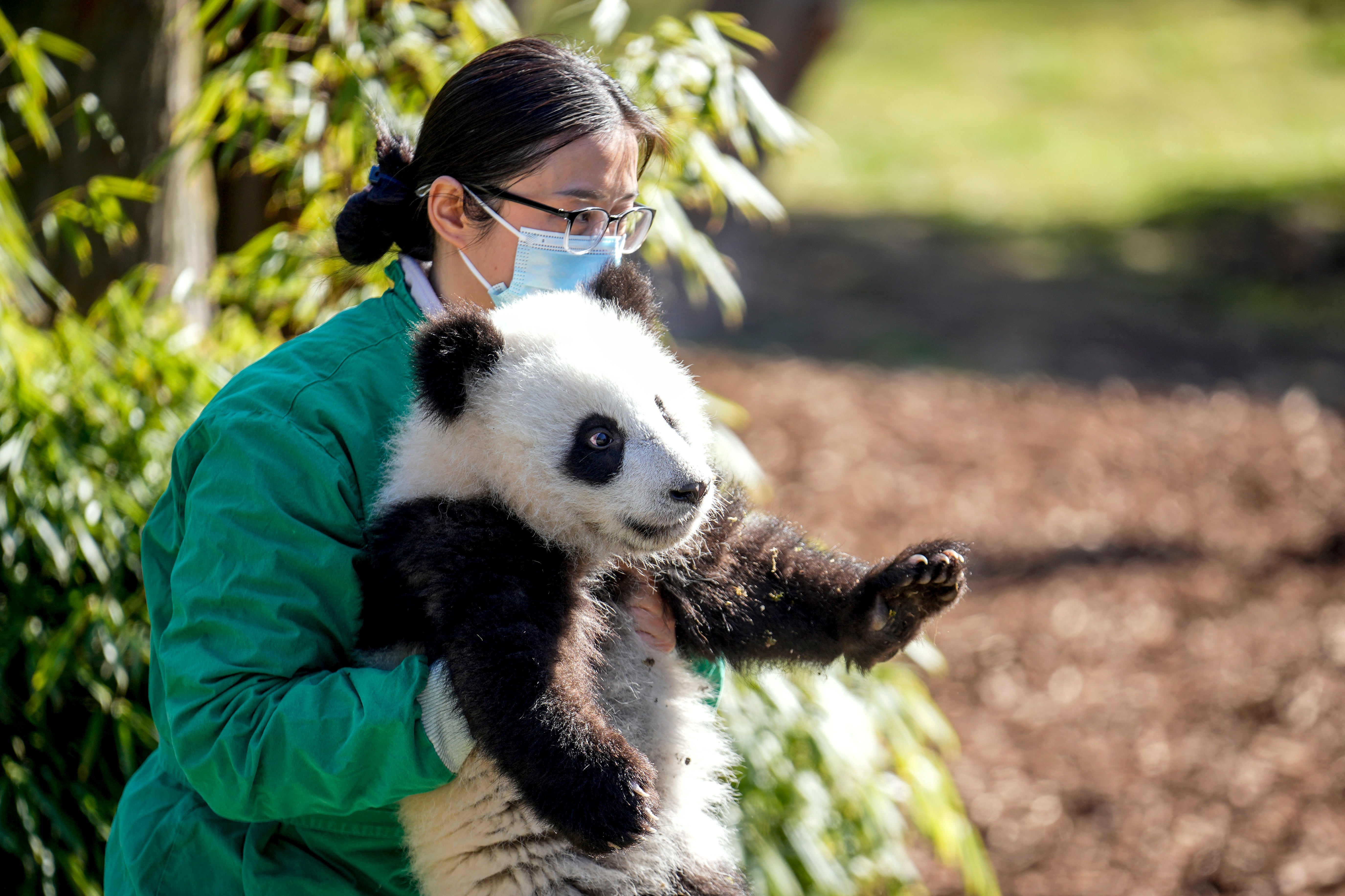 Germany Giant Pandas