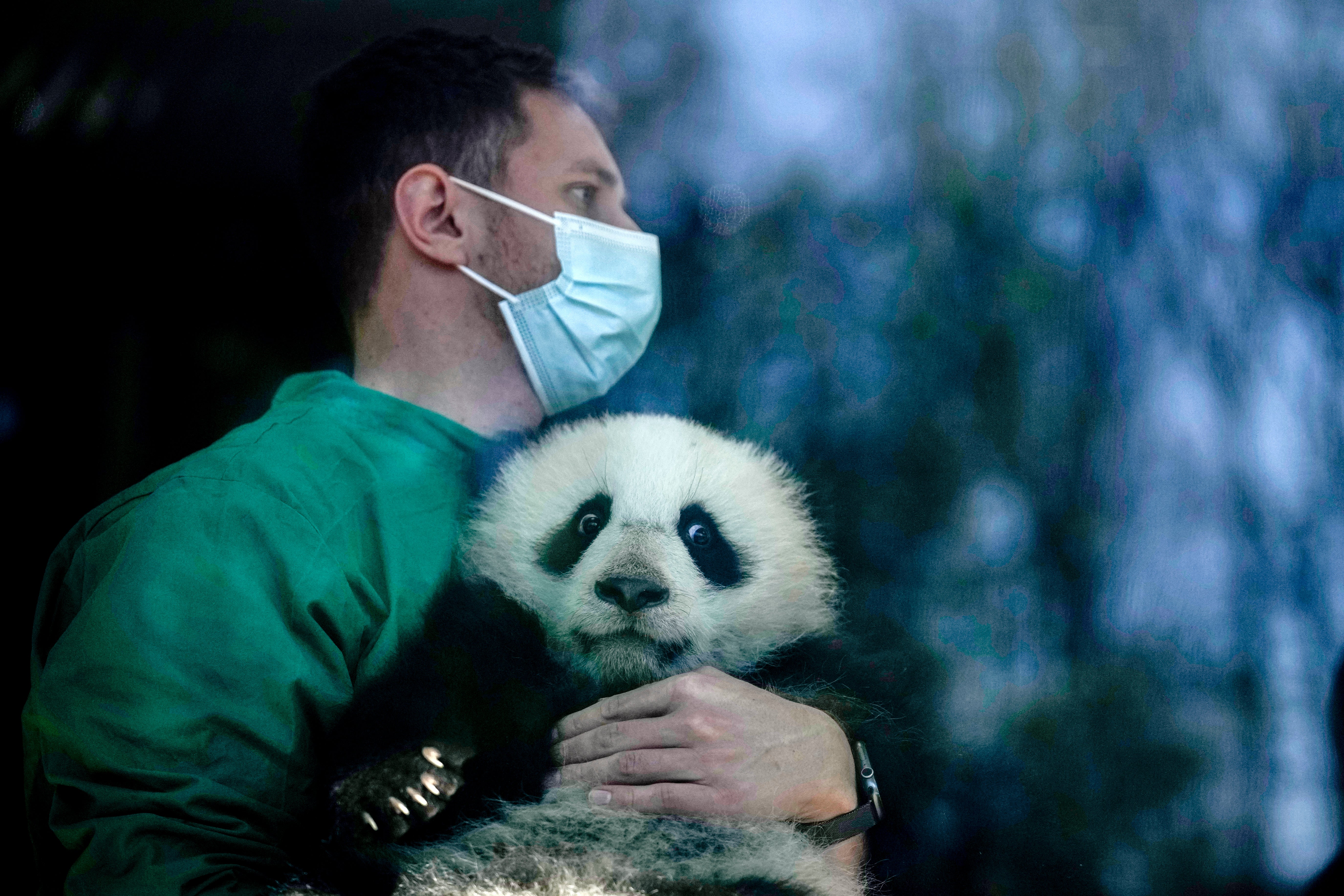 Germany Giant Pandas