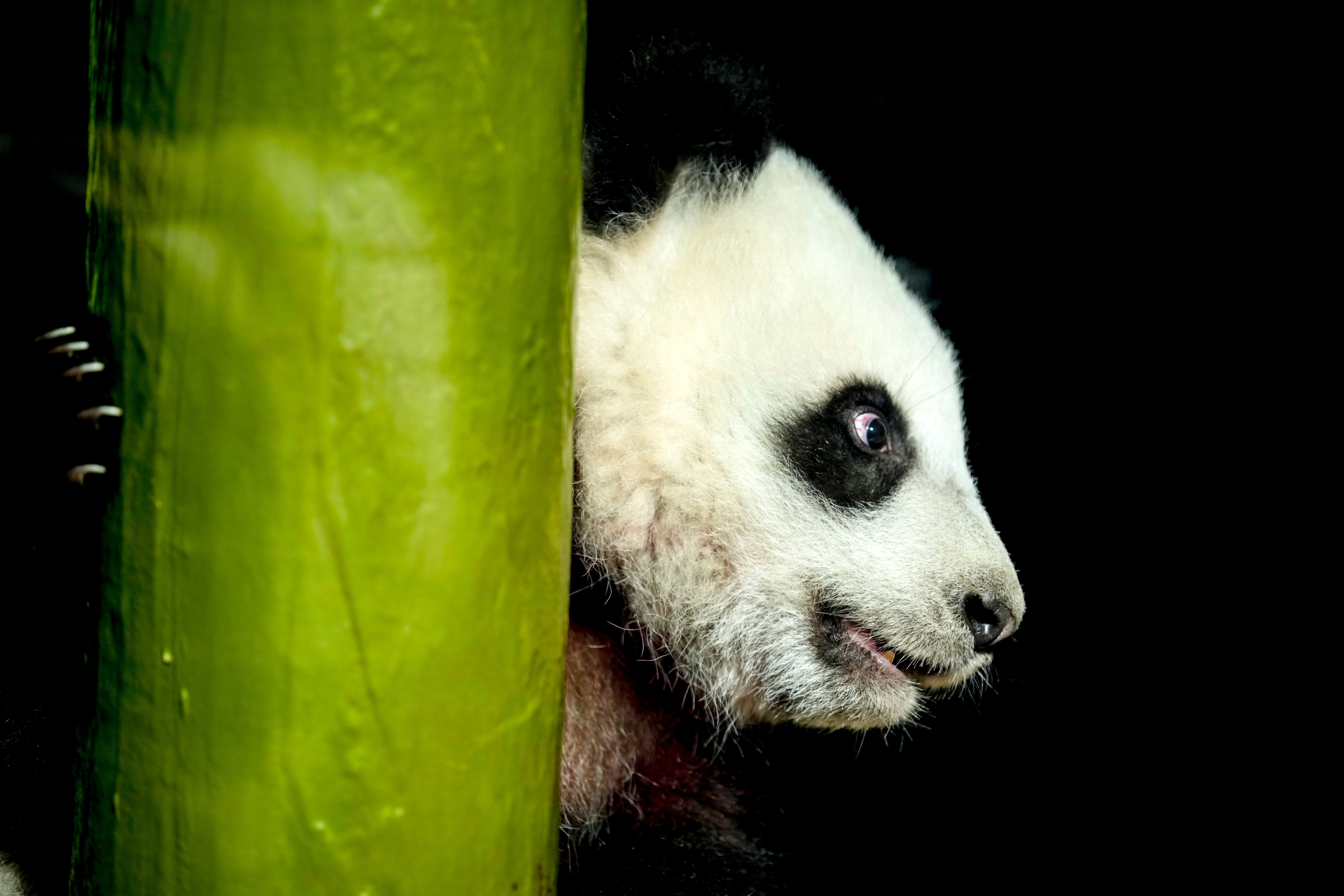 Germany Giant Pandas