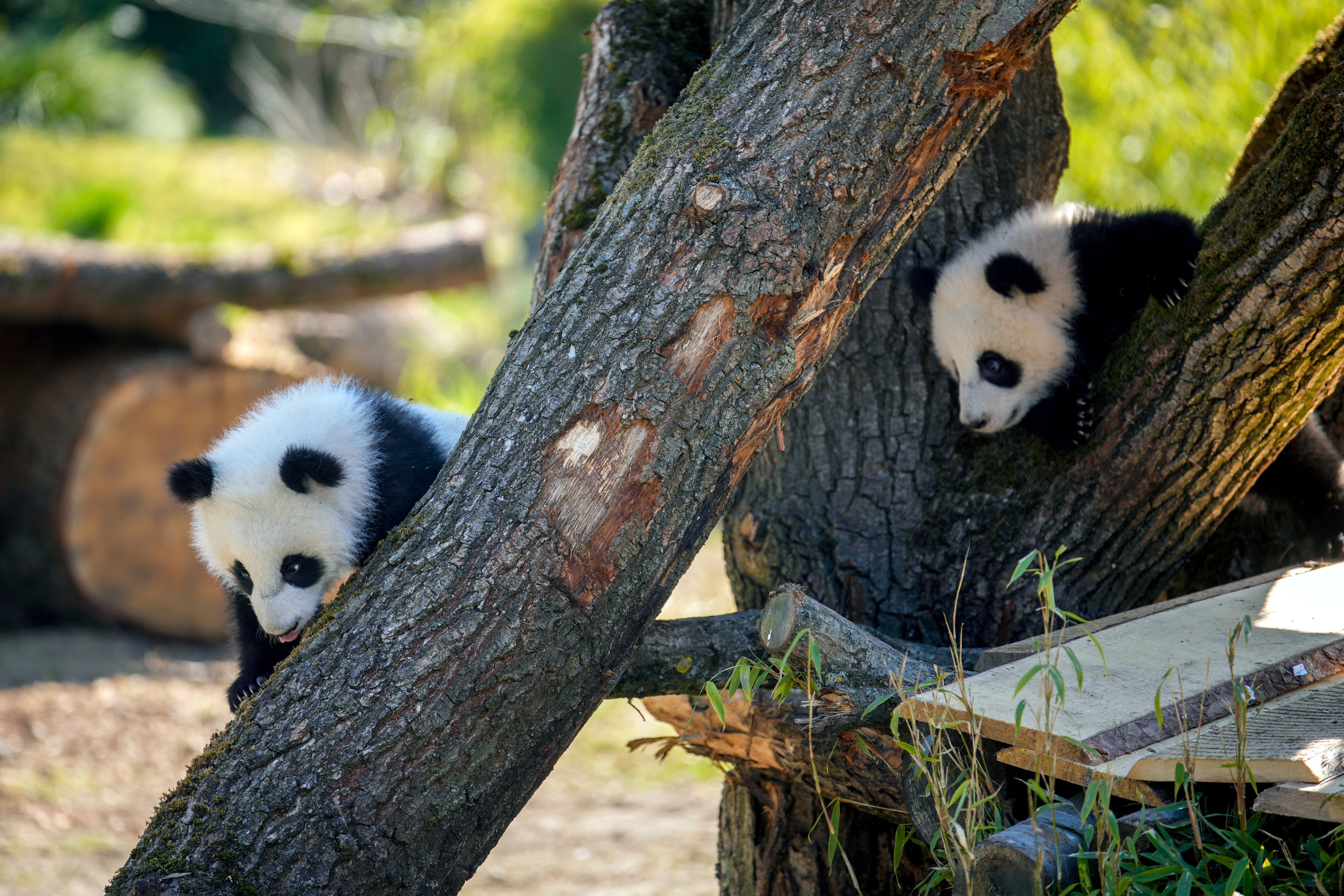Germany Giant Pandas