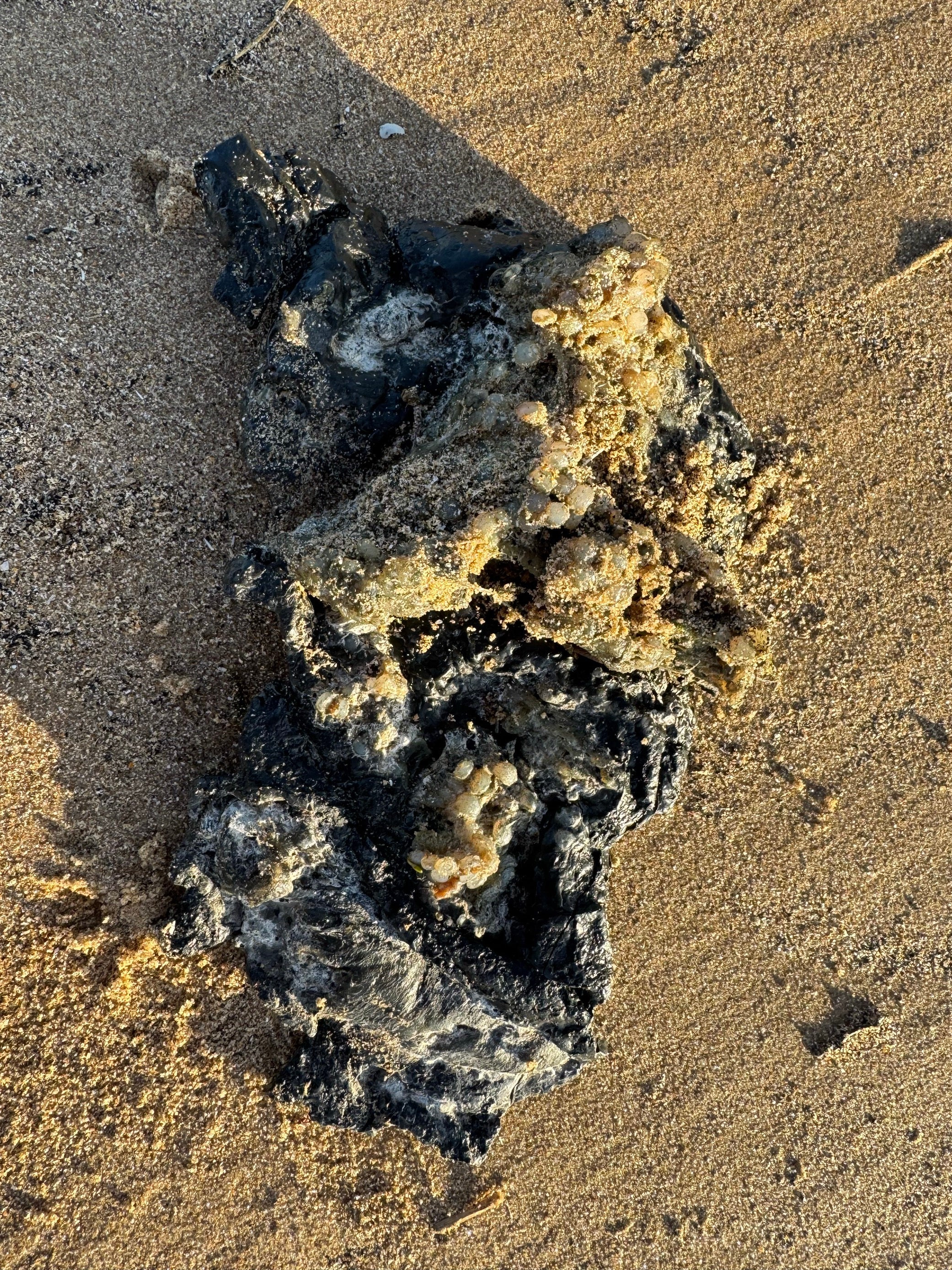 Clumps of pellets have shown up on beaches in Norfolk