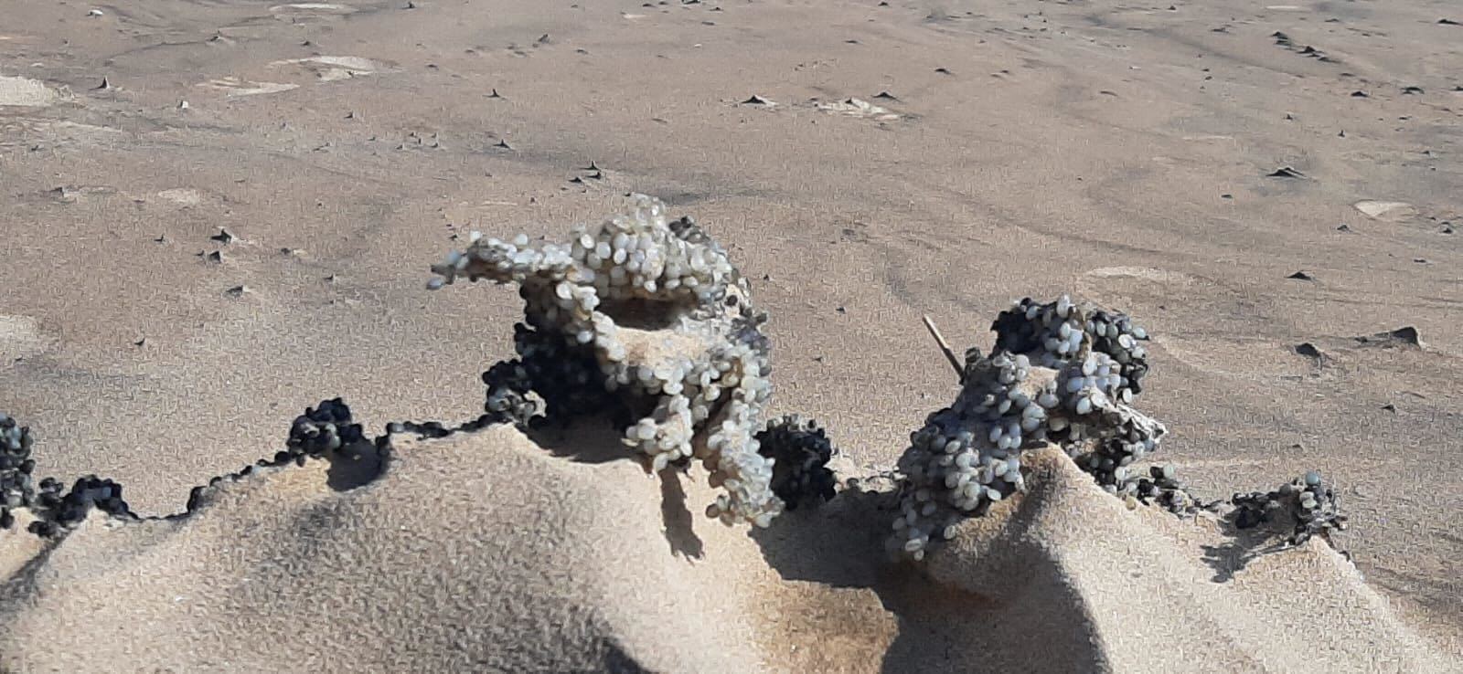 Nurdle pollution in Norfolk