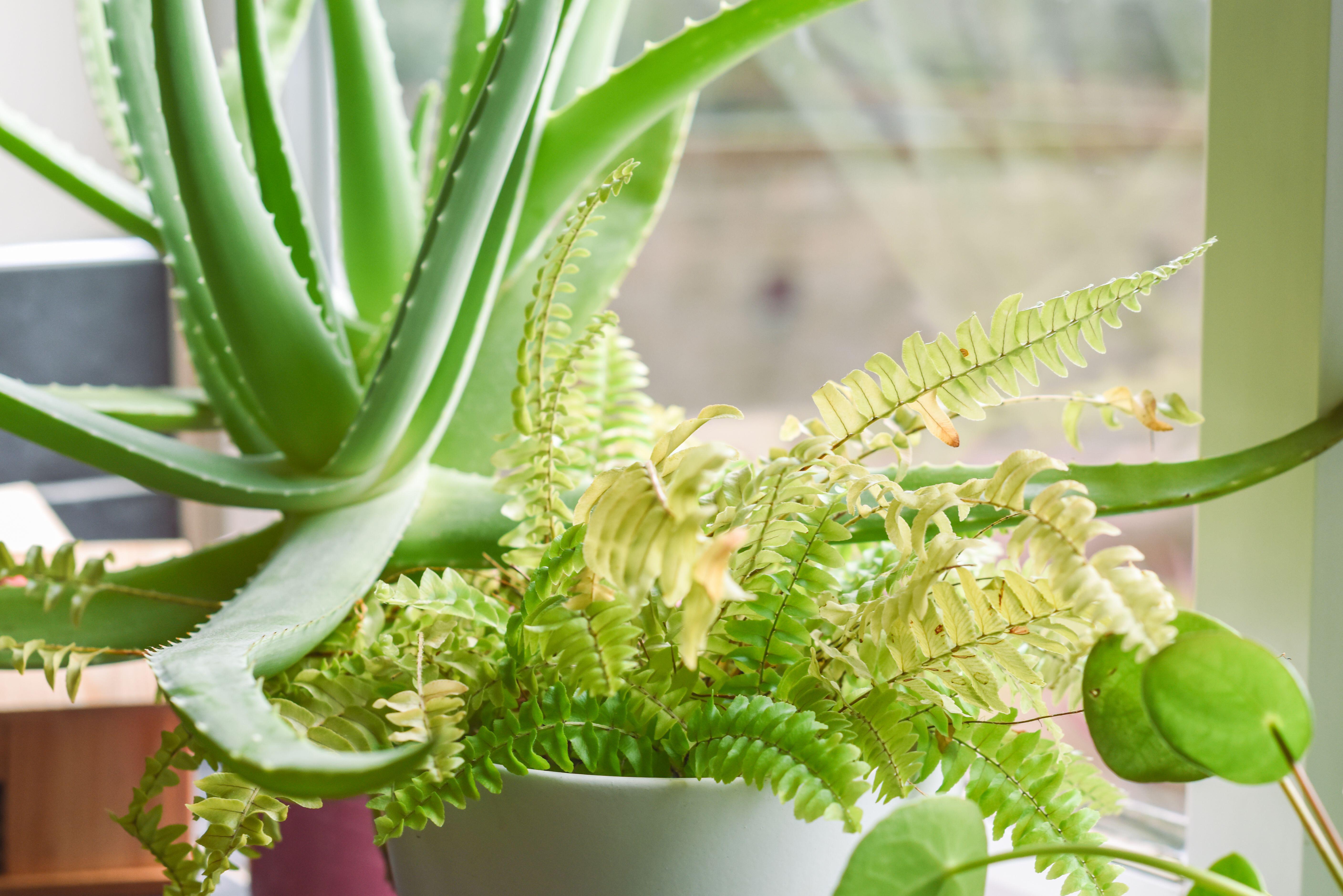 Bringing plant life into your home can help sell it.