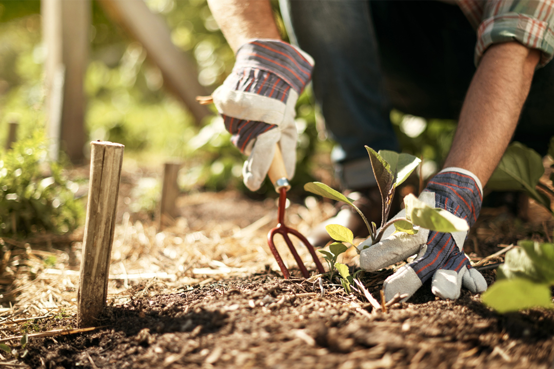 Crocus discount codes – save 20% on garden essentials