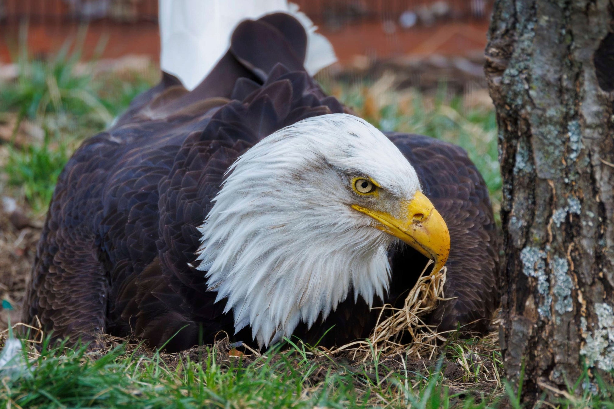 A beloved bald eagle has died after being caught in storms in Missouri