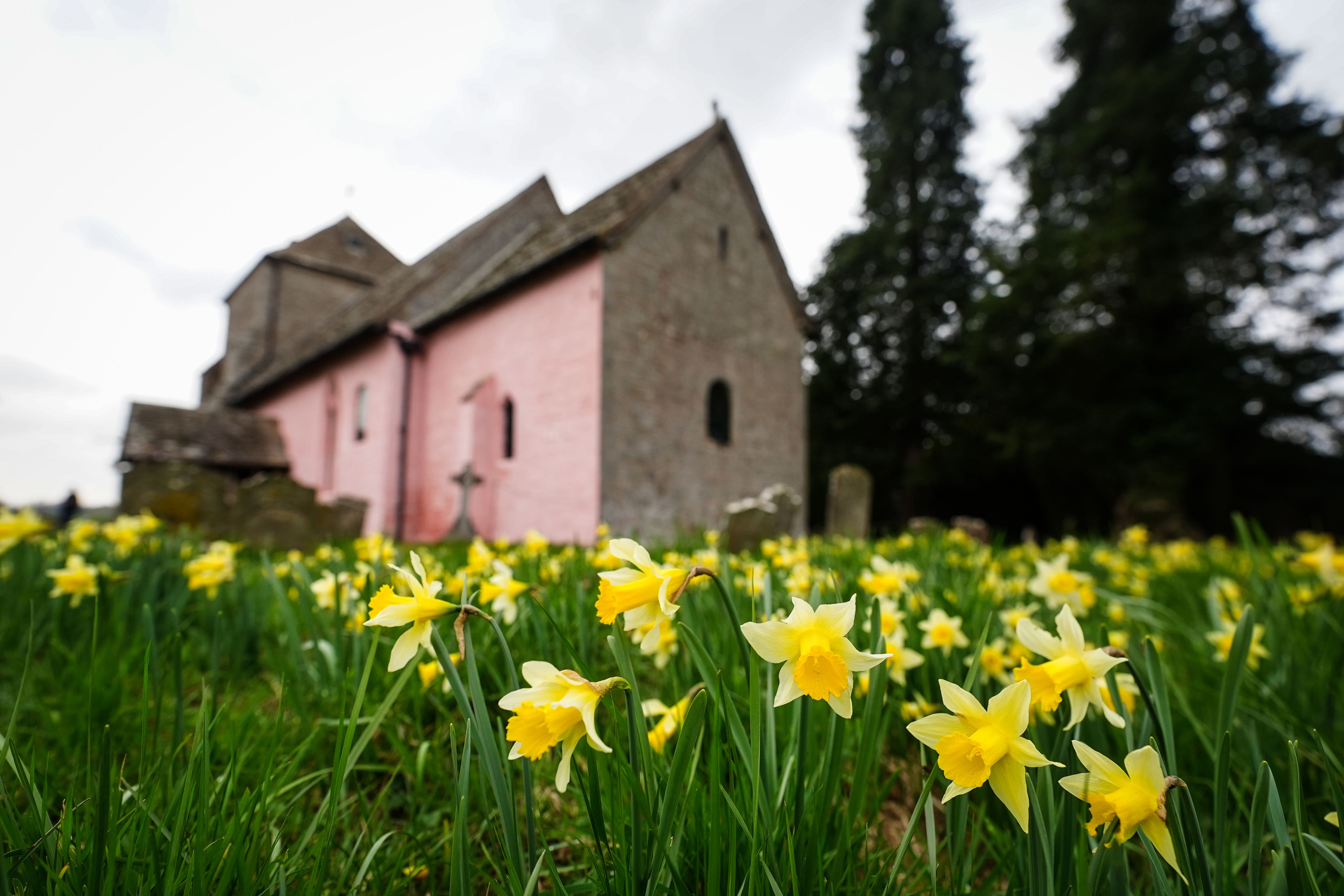 Daffodils in the churchyard at St Mary’s Church, Kempley, Gloucestershire (David Davies/PA)