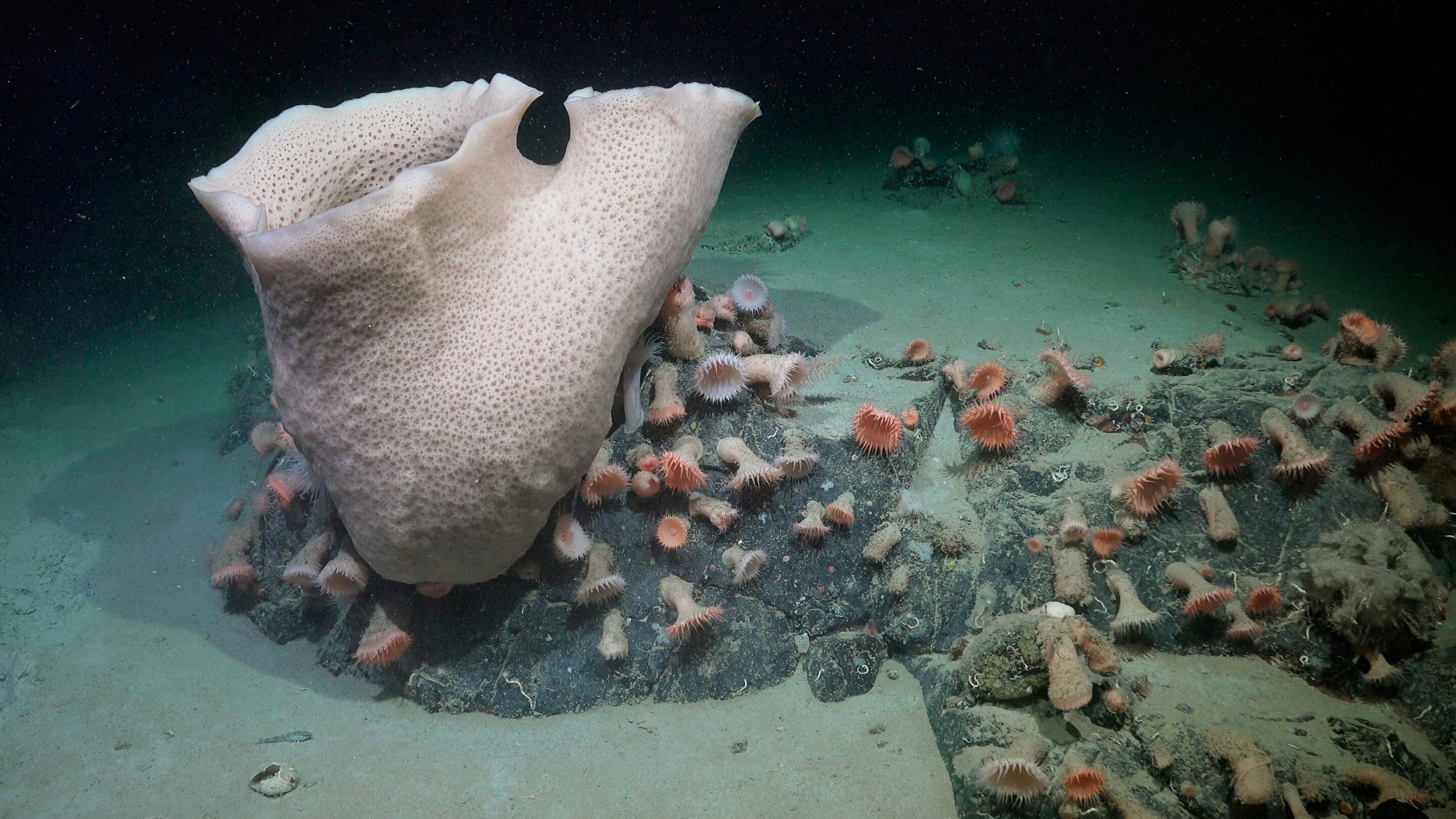 Large sponge, a cluster of anemones, and other life is seen nearly 230 meters deep at an area of the seabed