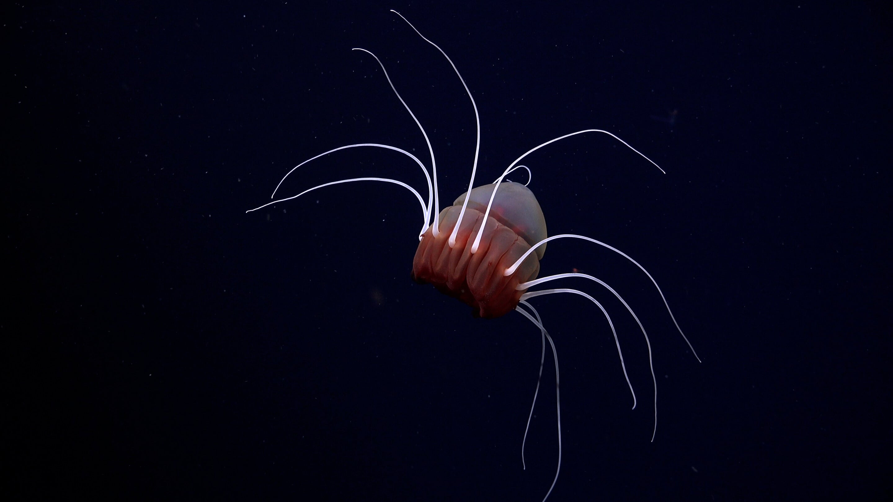 Helmet jellyfish spotted during survey beneath Antarctic iceberg