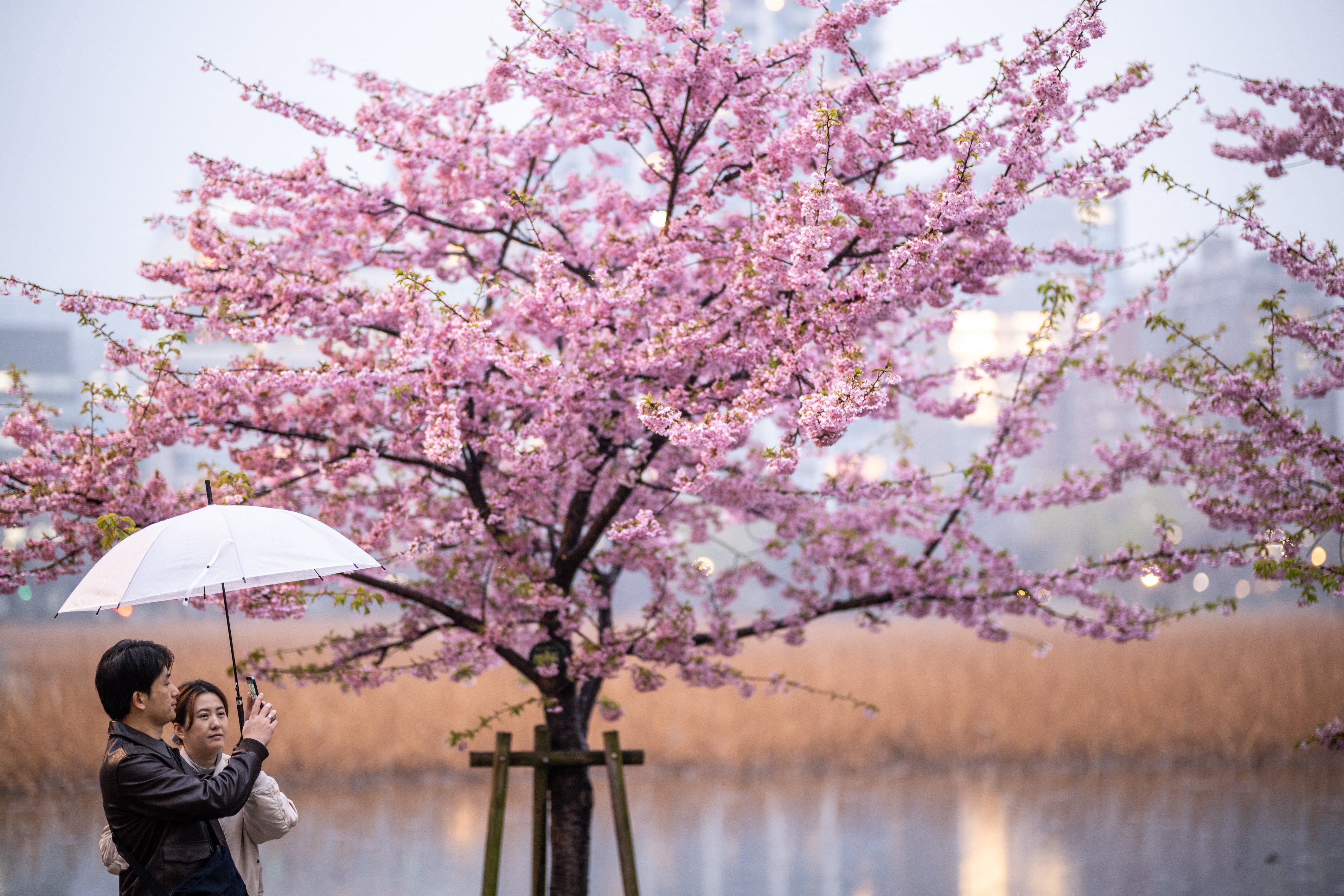 People take pictures with cherry blossom trees at Ueno park during a rainy day in Tokyo