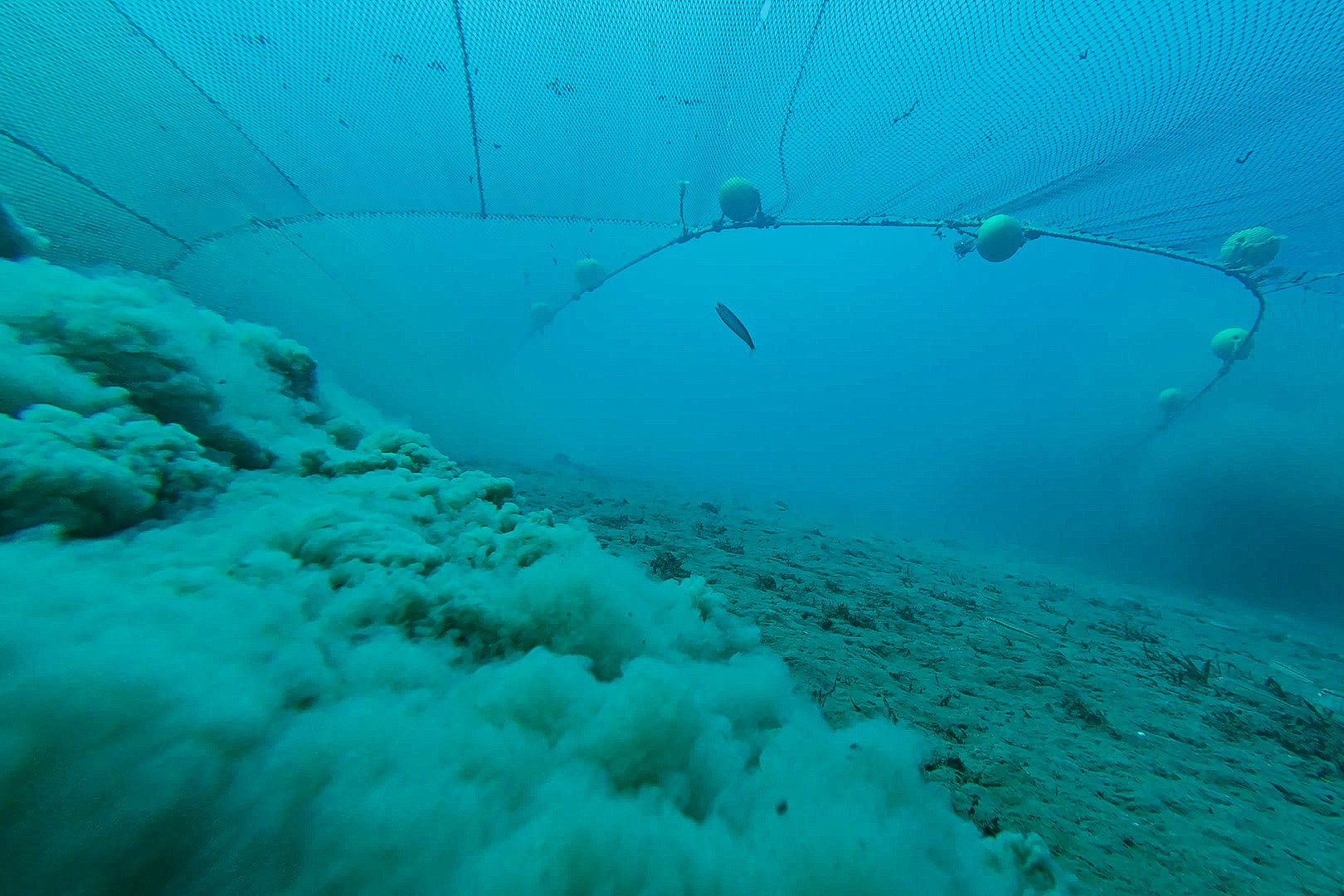 Campaigners say governments should ban damaging practices in marine protected areas (National Geographic)