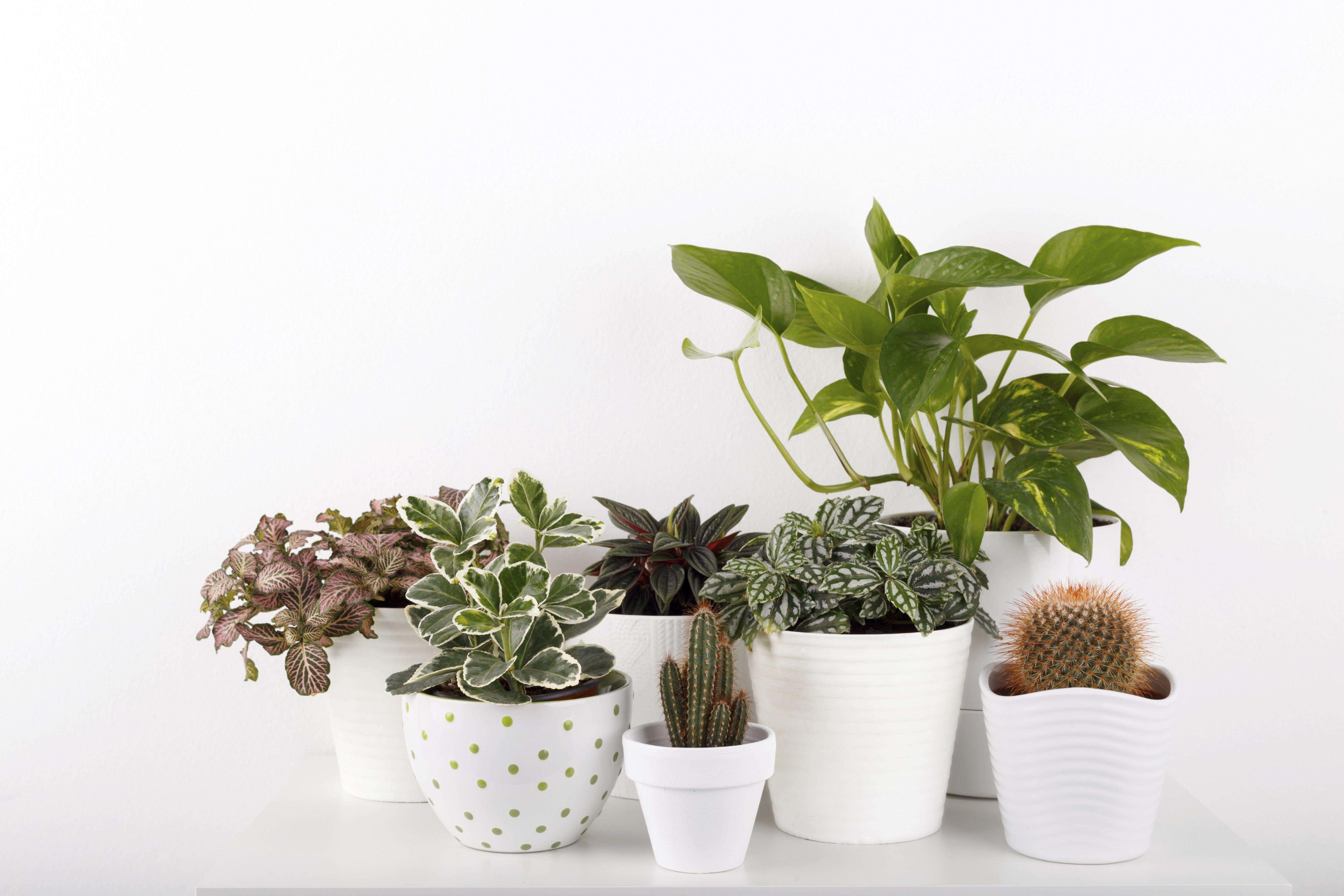 Beginner-friendly houseplants (Alamy/PA)