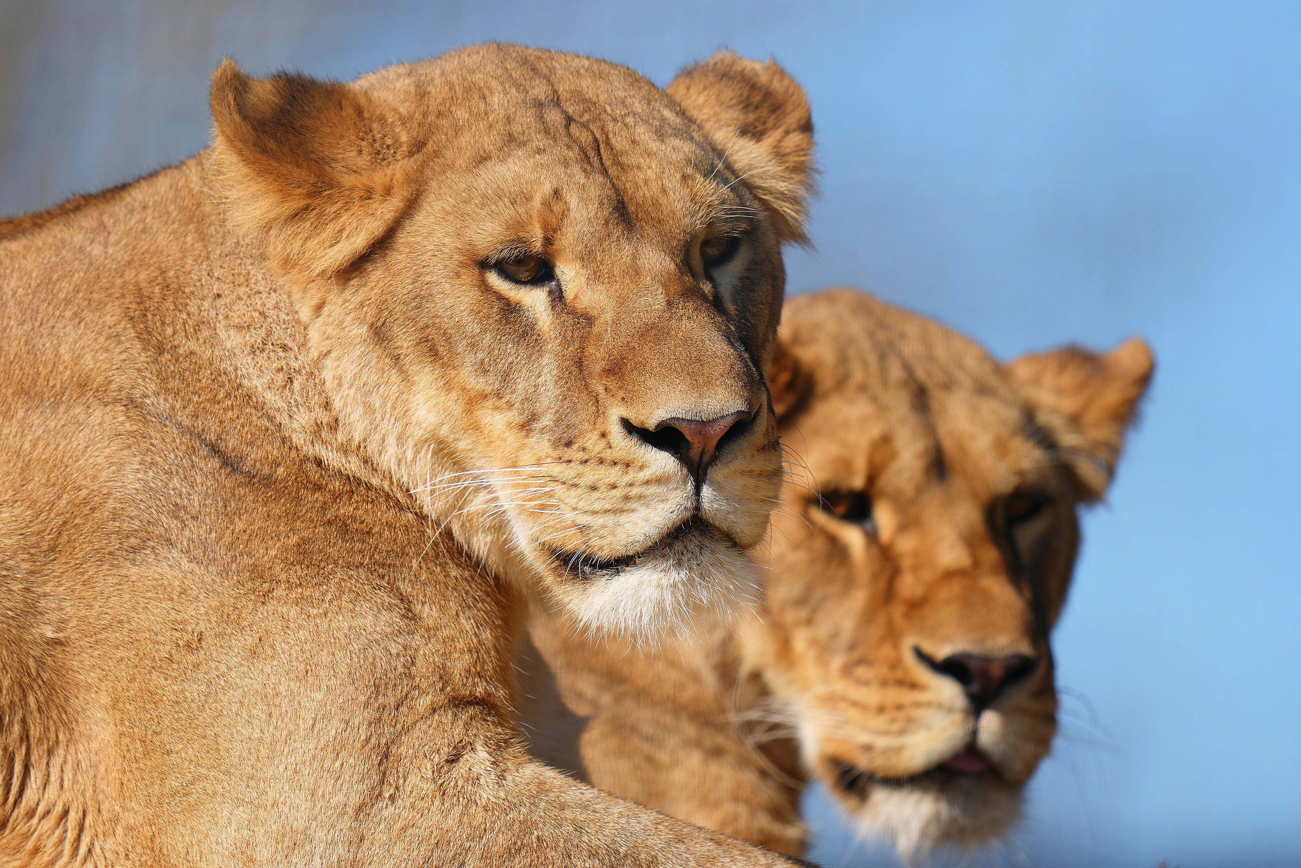 Twin sisters Amani and Lira settle into their new home in Ashford, Kent