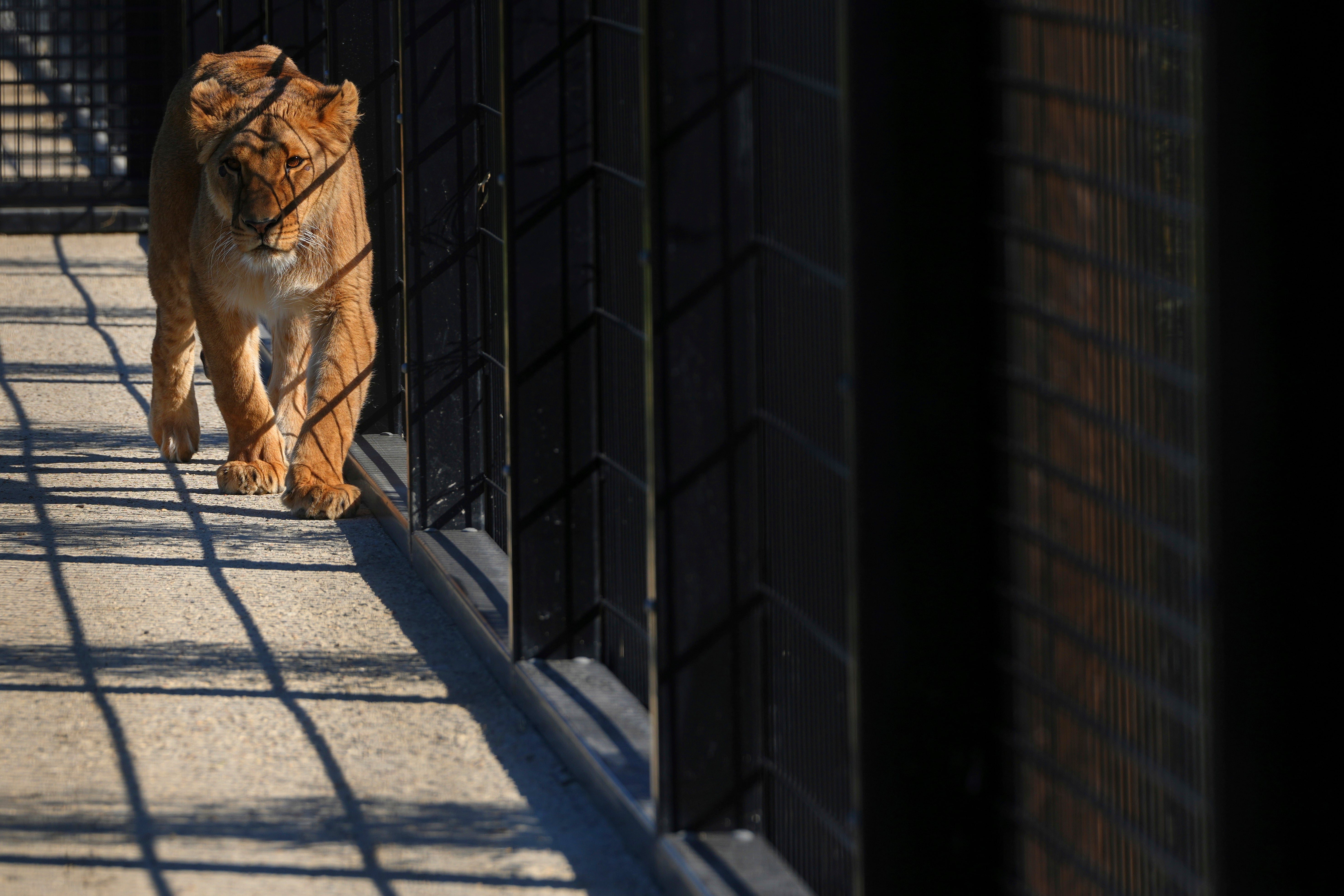 Vanda is the most confident of the five lions
