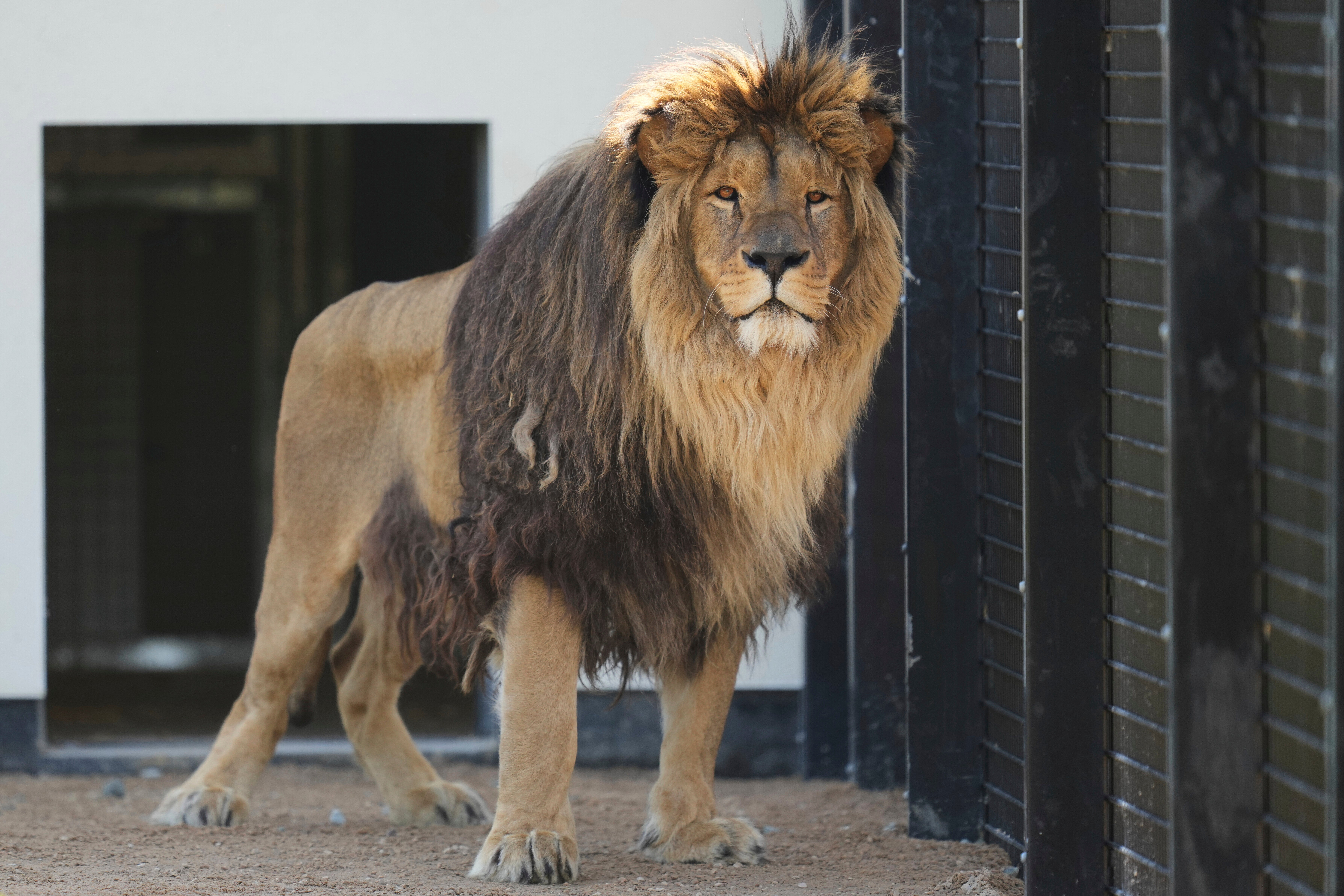 Rori the African lion was mistreated in a private menagerie