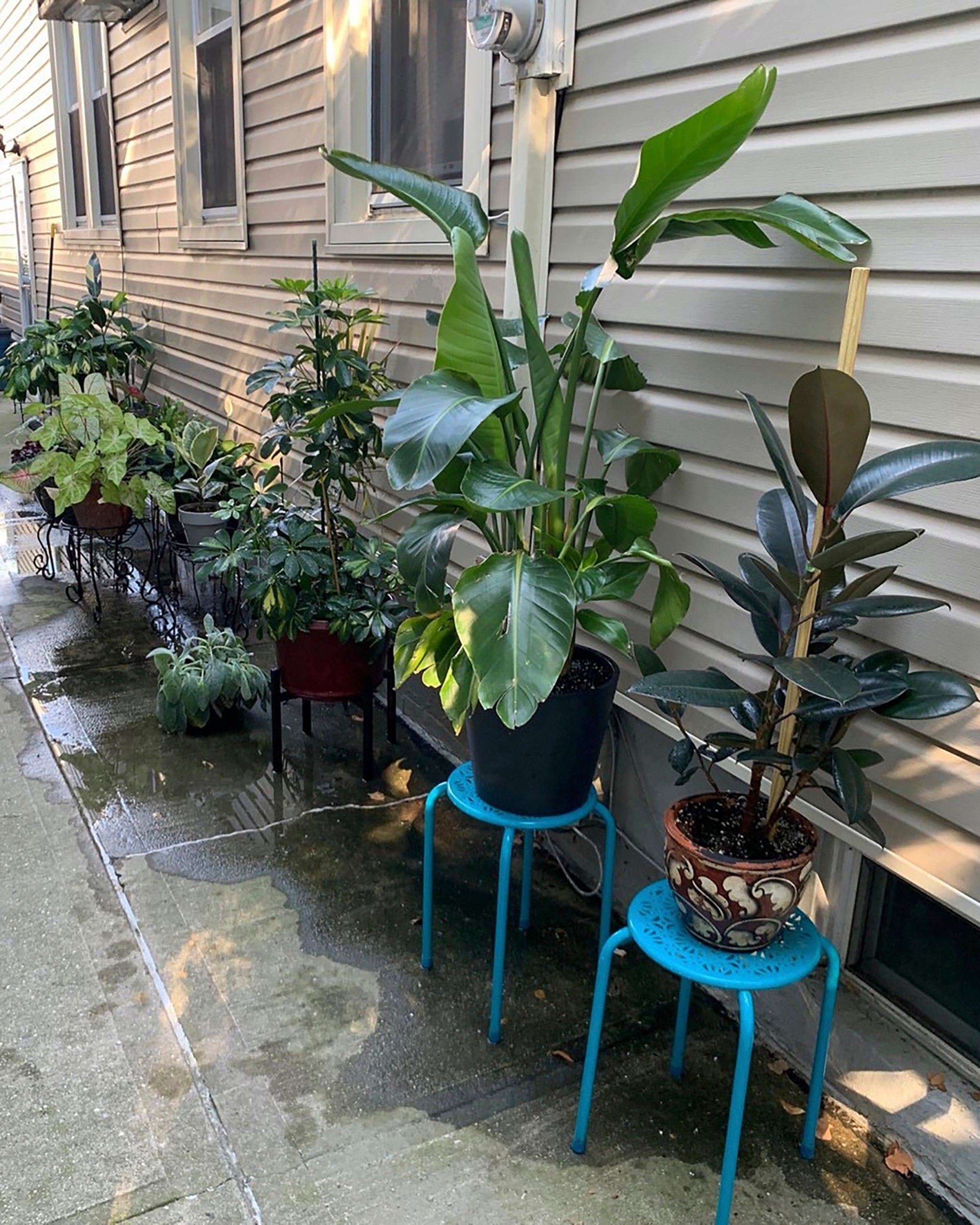 Gardening - Houseplant Vacation