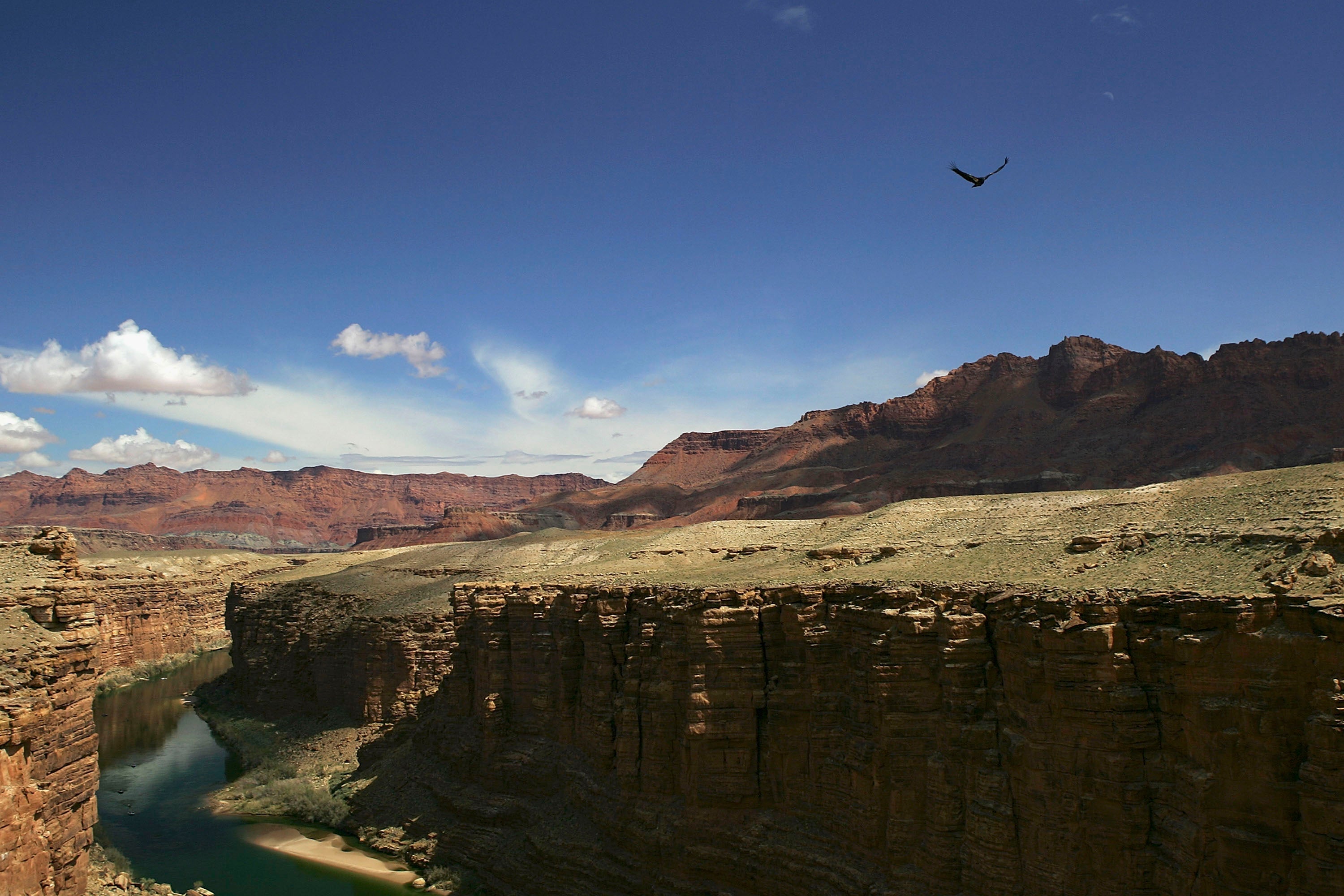 Uranium mining can pose risks to animals that rely on the environment. That includes the critically endangered California condor
