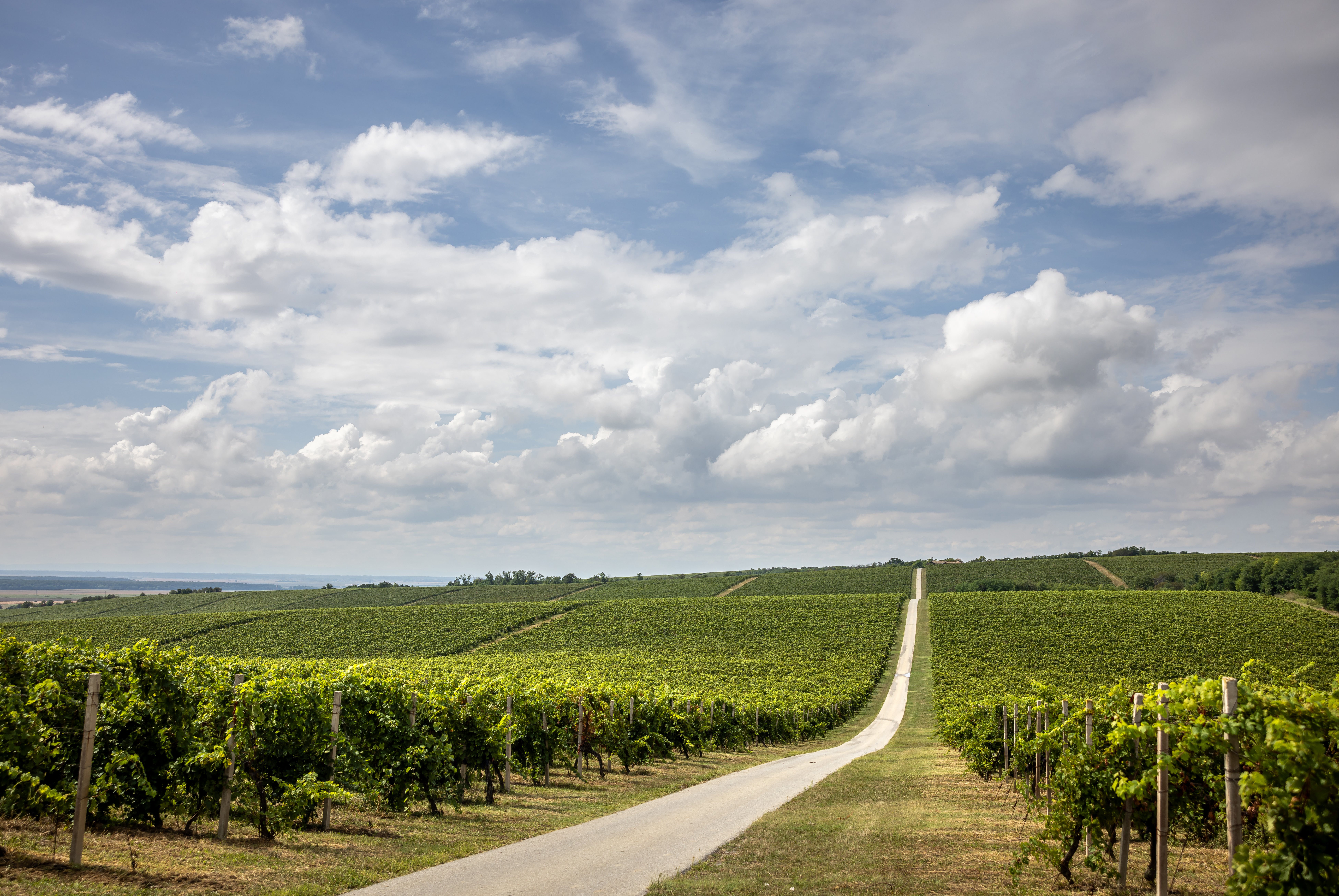 The eastern inland region of Slavonia is Croatia’s biggest wine producer