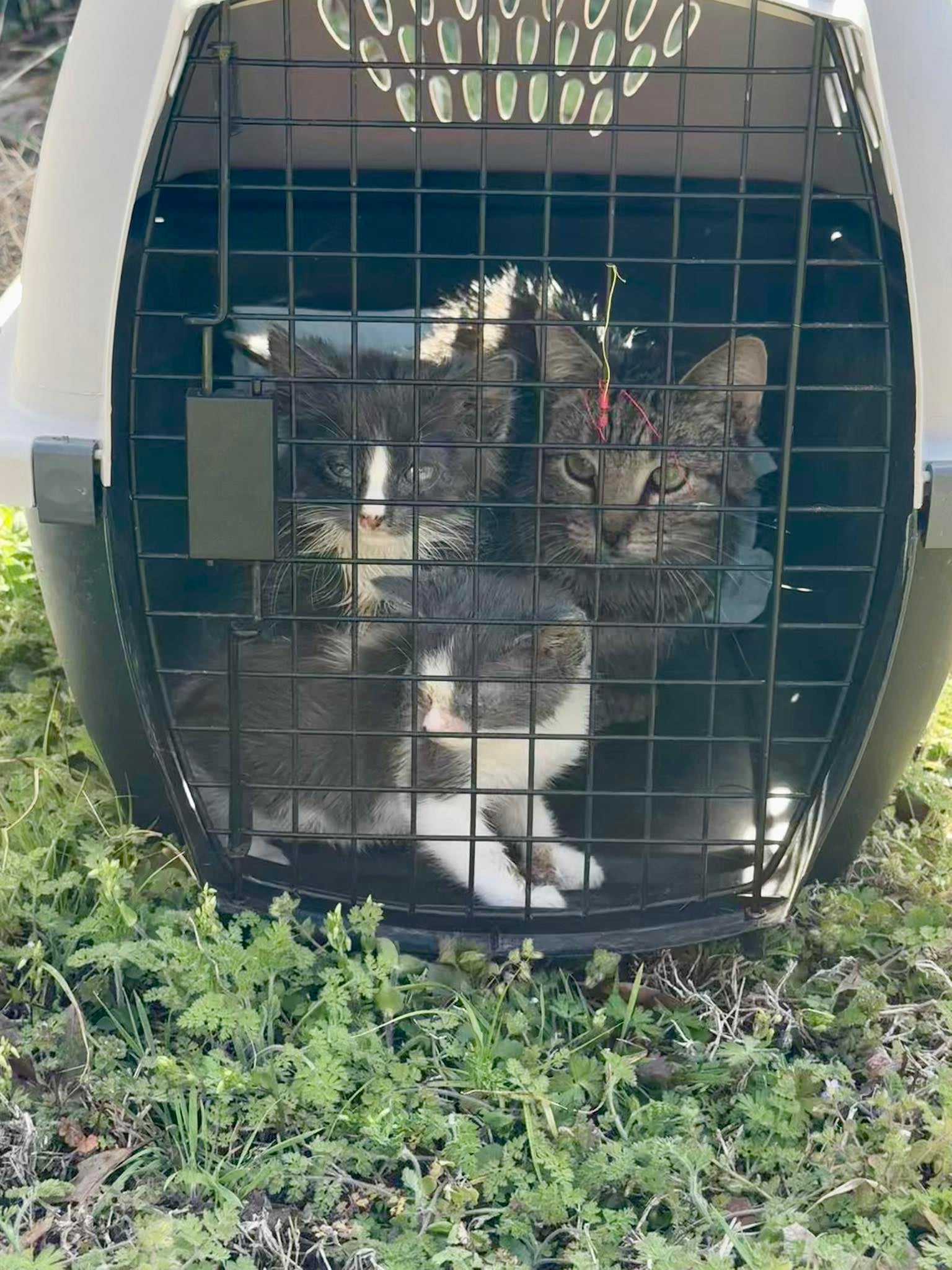 Some of the cats rescued from the home