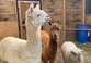 Four alpacas shot dead in ‘senseless’ massacre on Cambridgeshire farm
