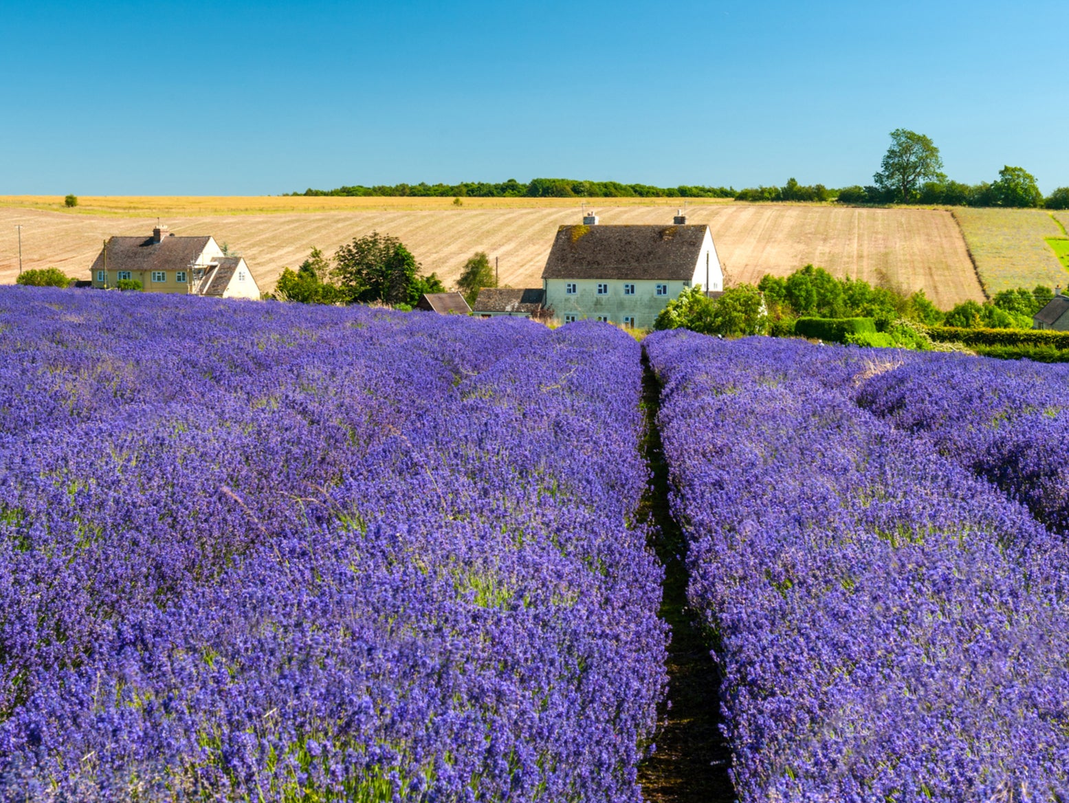 The Lavender Fields are home to over 35 types of lavender