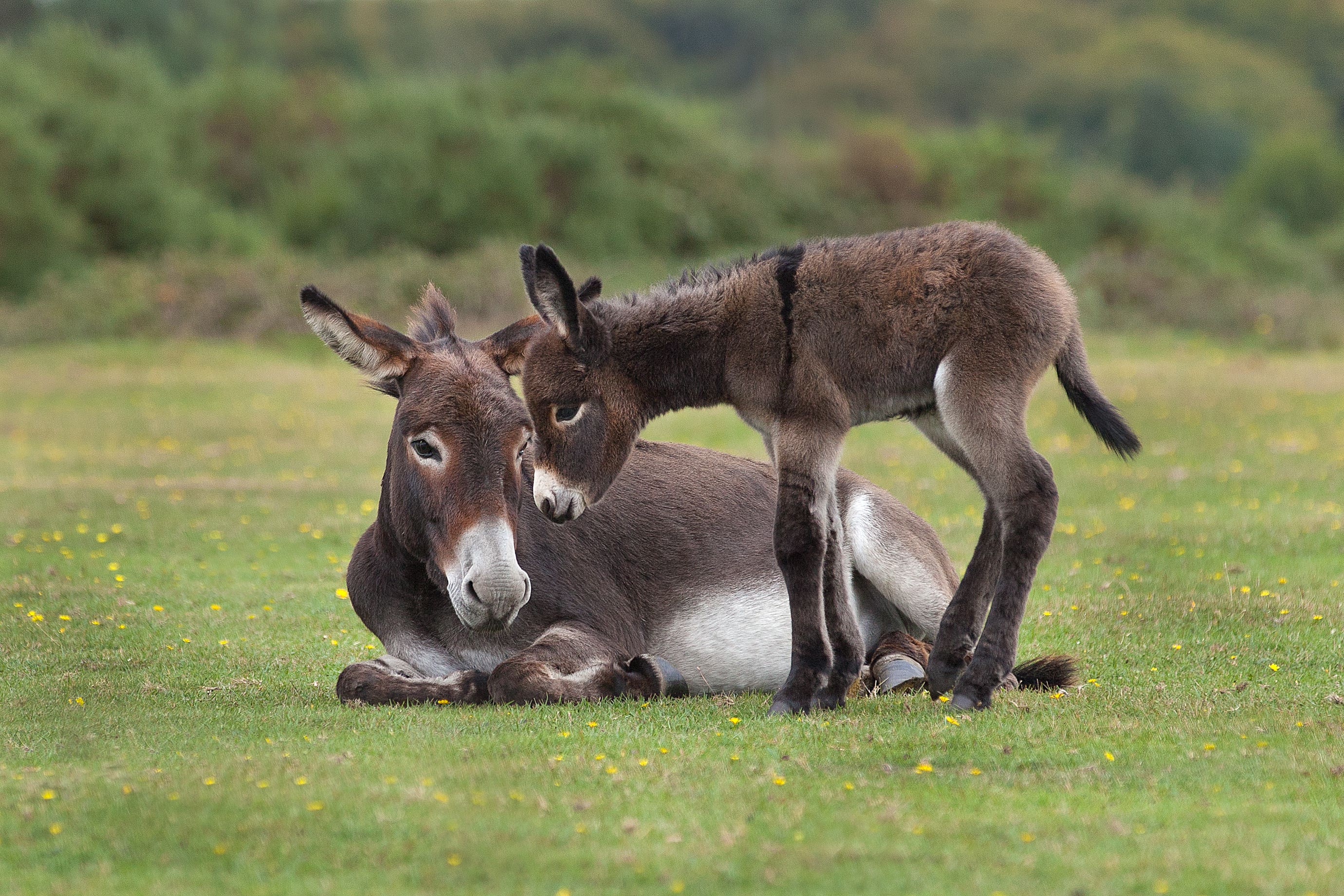 A High Court judge has ordered that the money be used for the benefit of donkeys, mules and bears as well as llamas and alpacas