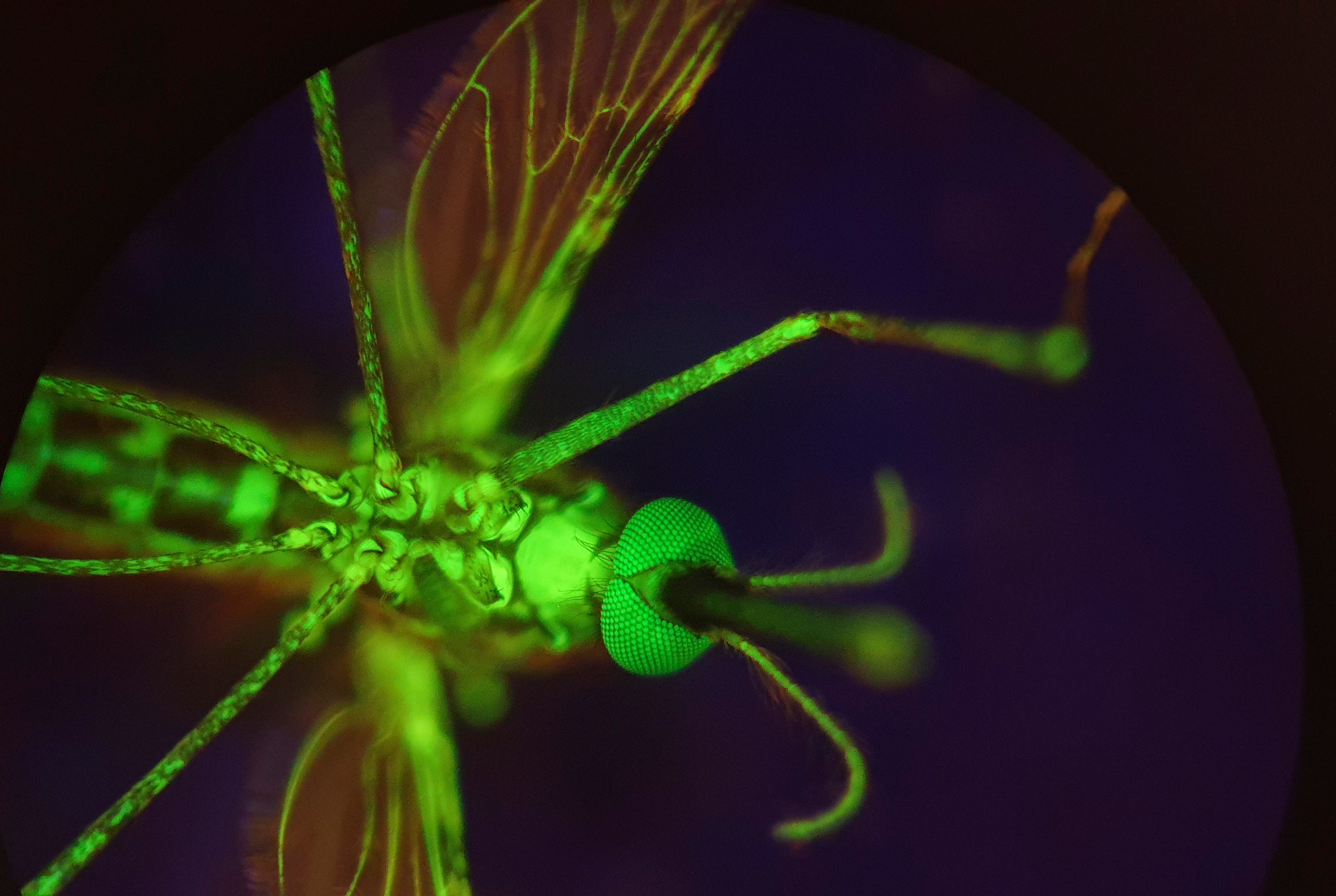 An anopheles gambiae mosquito that has been fed dye to make it glow