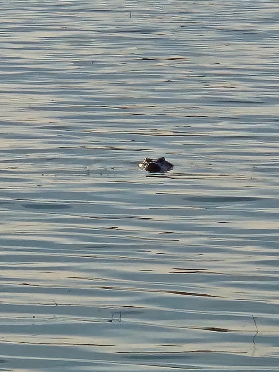 The crocodile feared to have ripped off the boy's arm waits in the water
