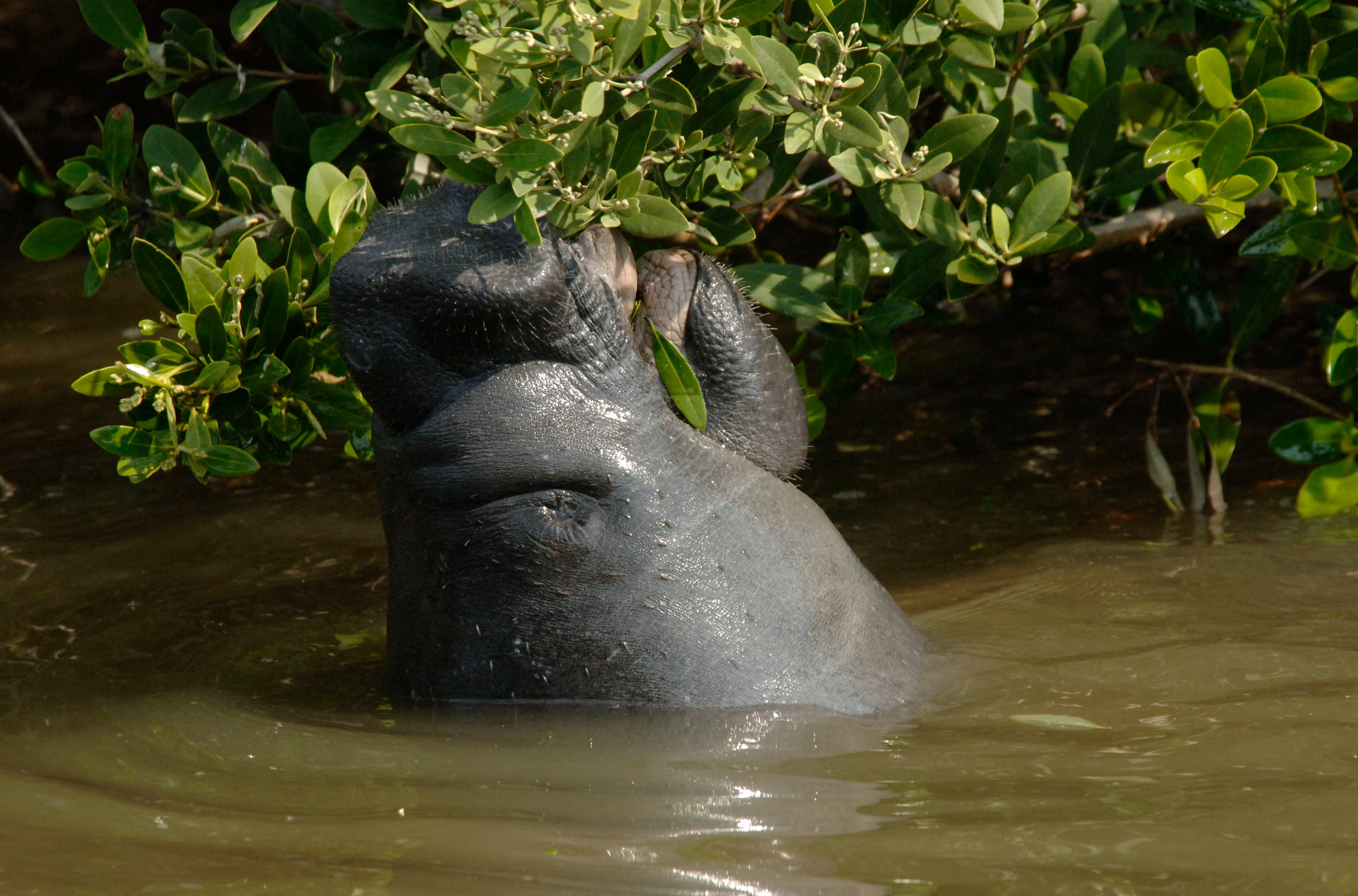 Florida waters are home to more than 8,000 manatees. They are currently considered a ‘threatened’ species