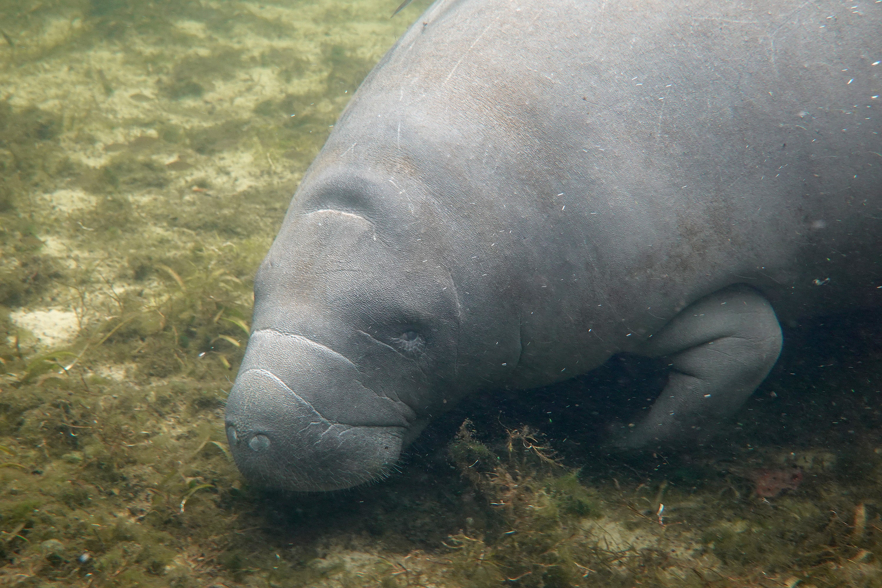 Manatees can grow up to 10 feet in length and weigh as many as 3,500 pounds. They can live for up to 60 years
