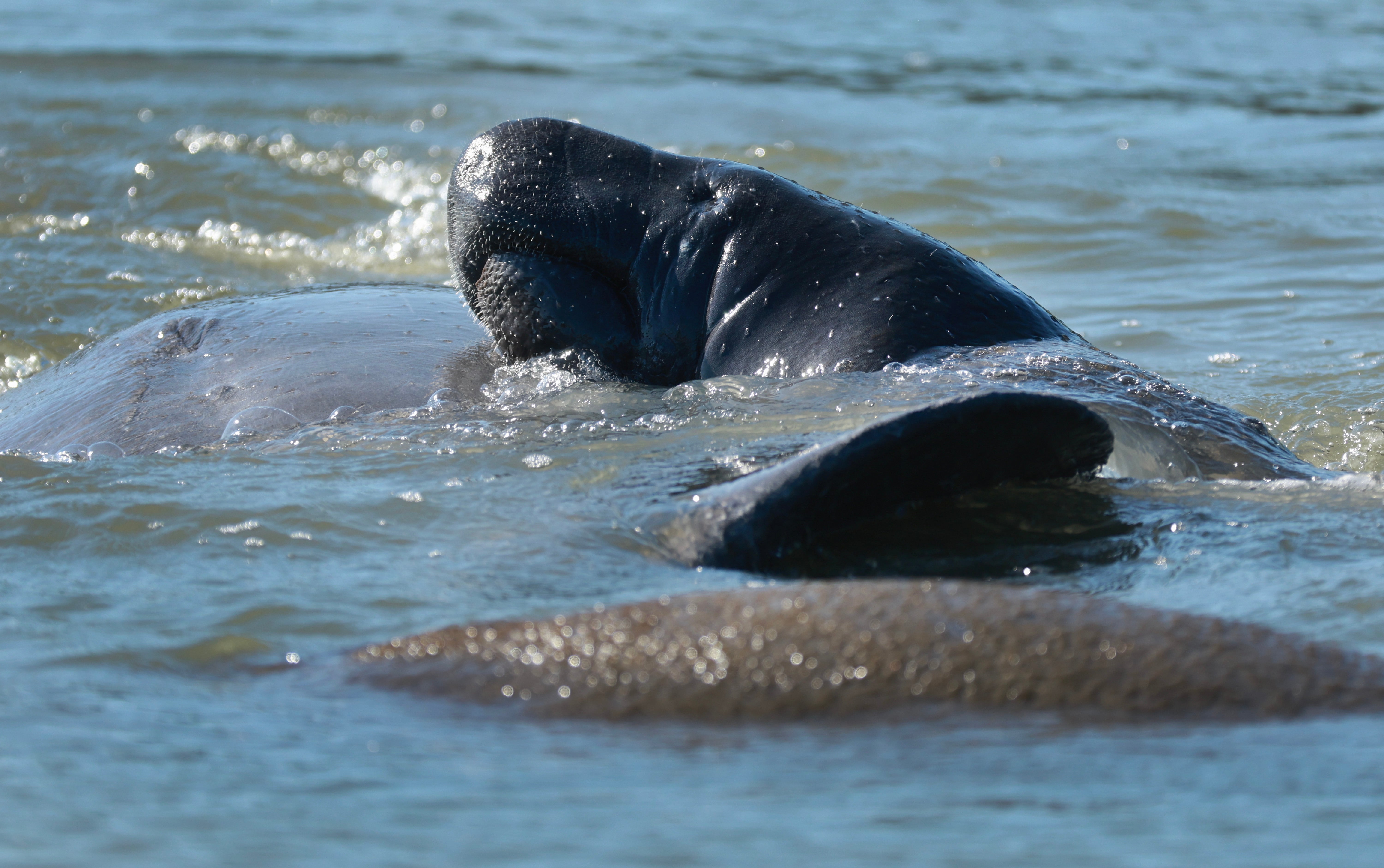 Manatees were celebrated across the country on Wednesday. The beloved sea cows are threatened by human-caused climate change