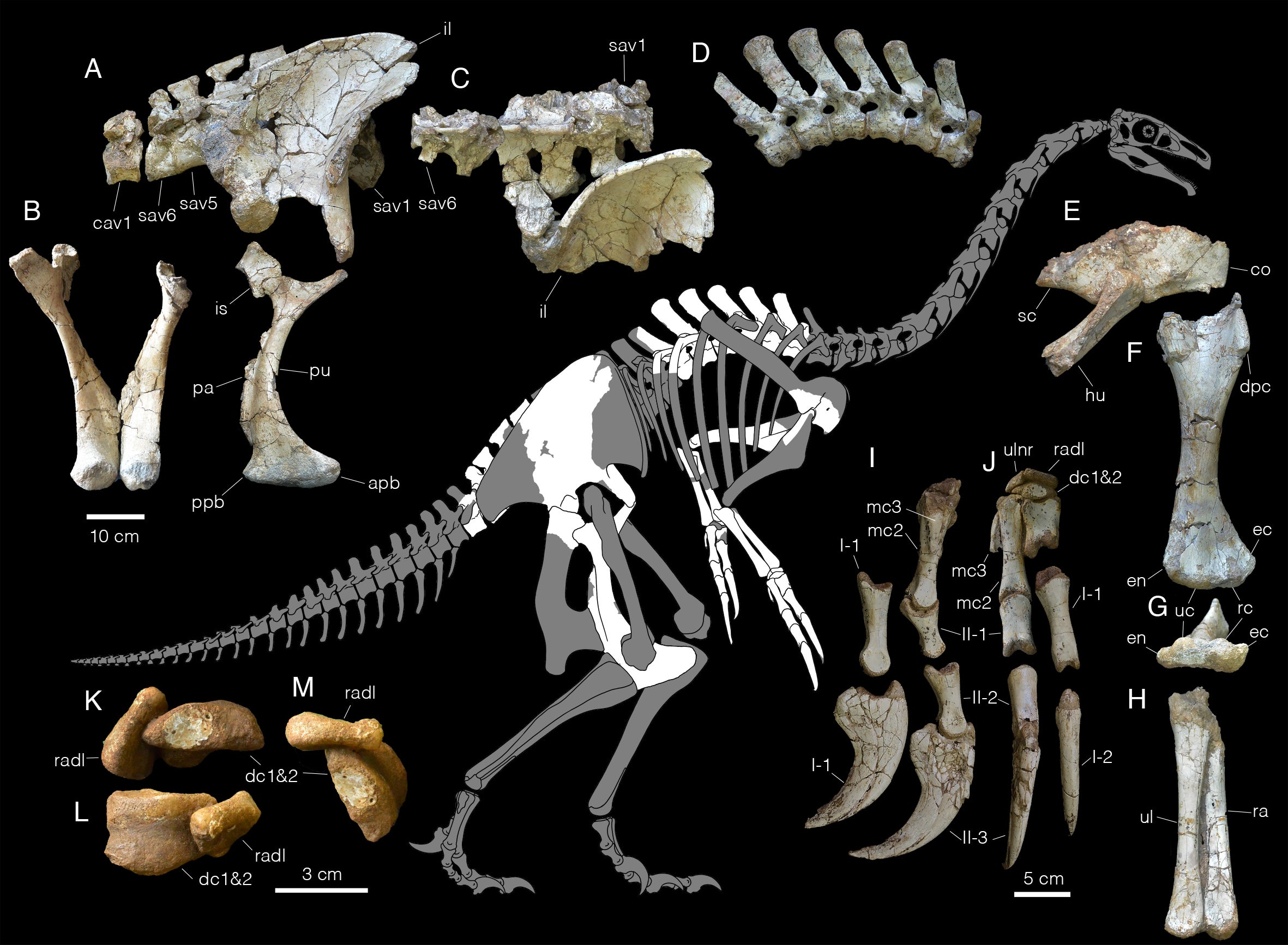 Bones and diagram of newly discovered dinosaur