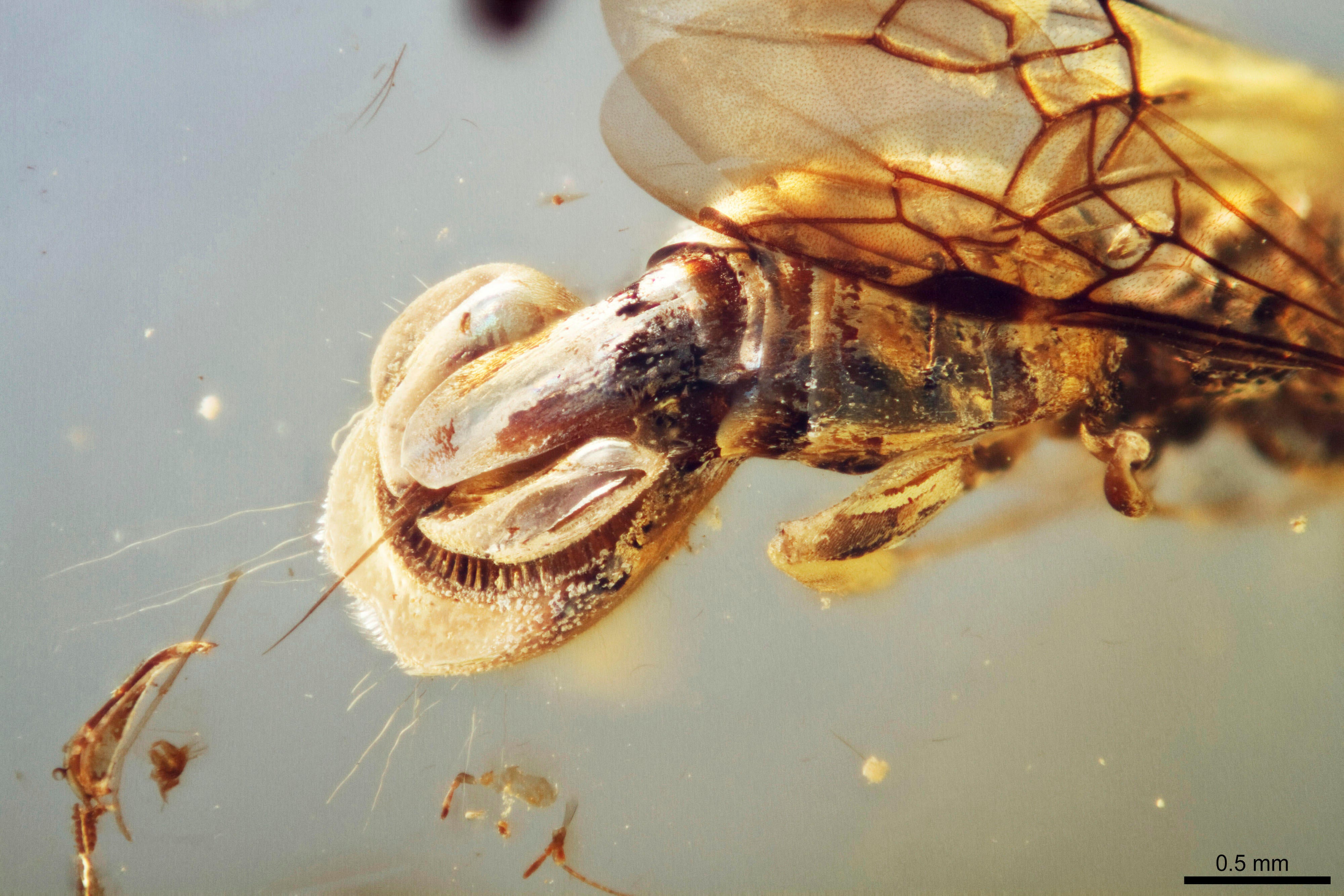 The wasp has a set of bristled, paddle-like appendages on its abdomen