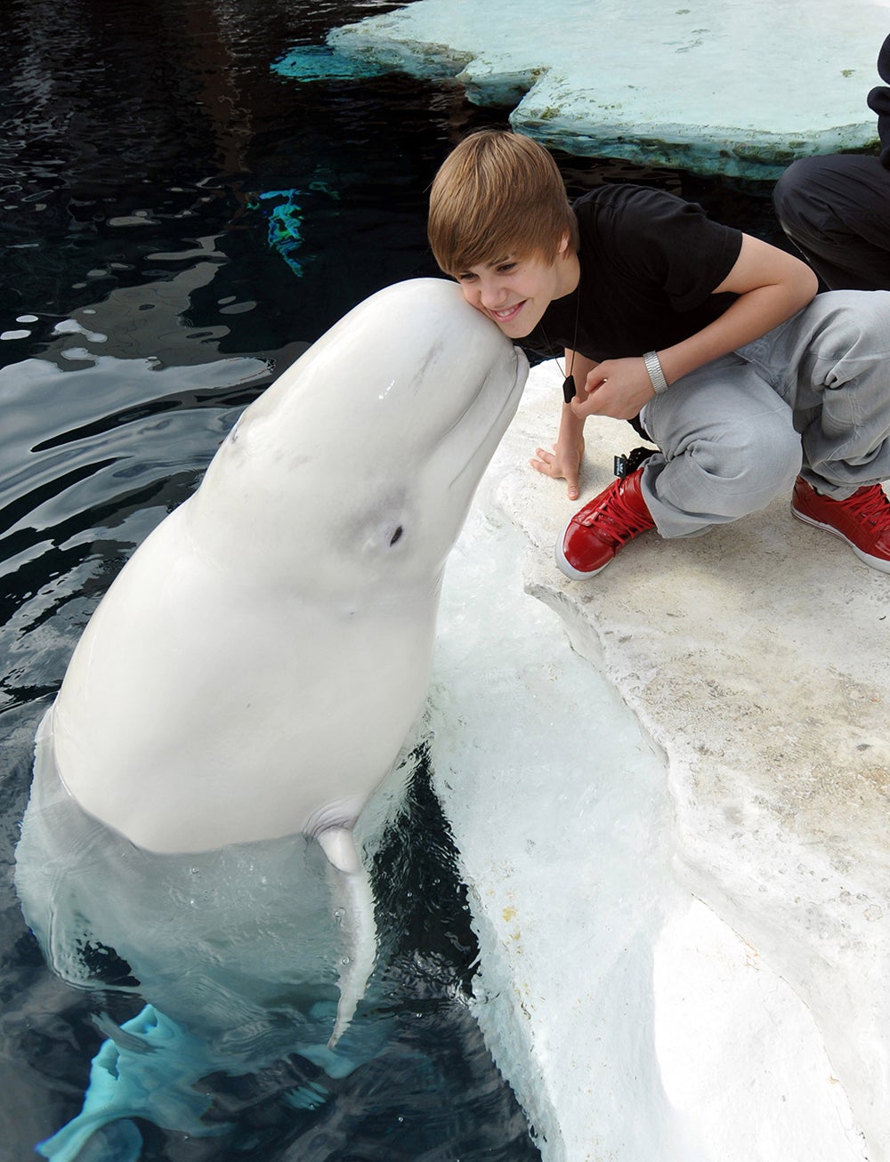 Even wooing the animal kingdom: Bieber is kissed by a beluga whale in May 2010