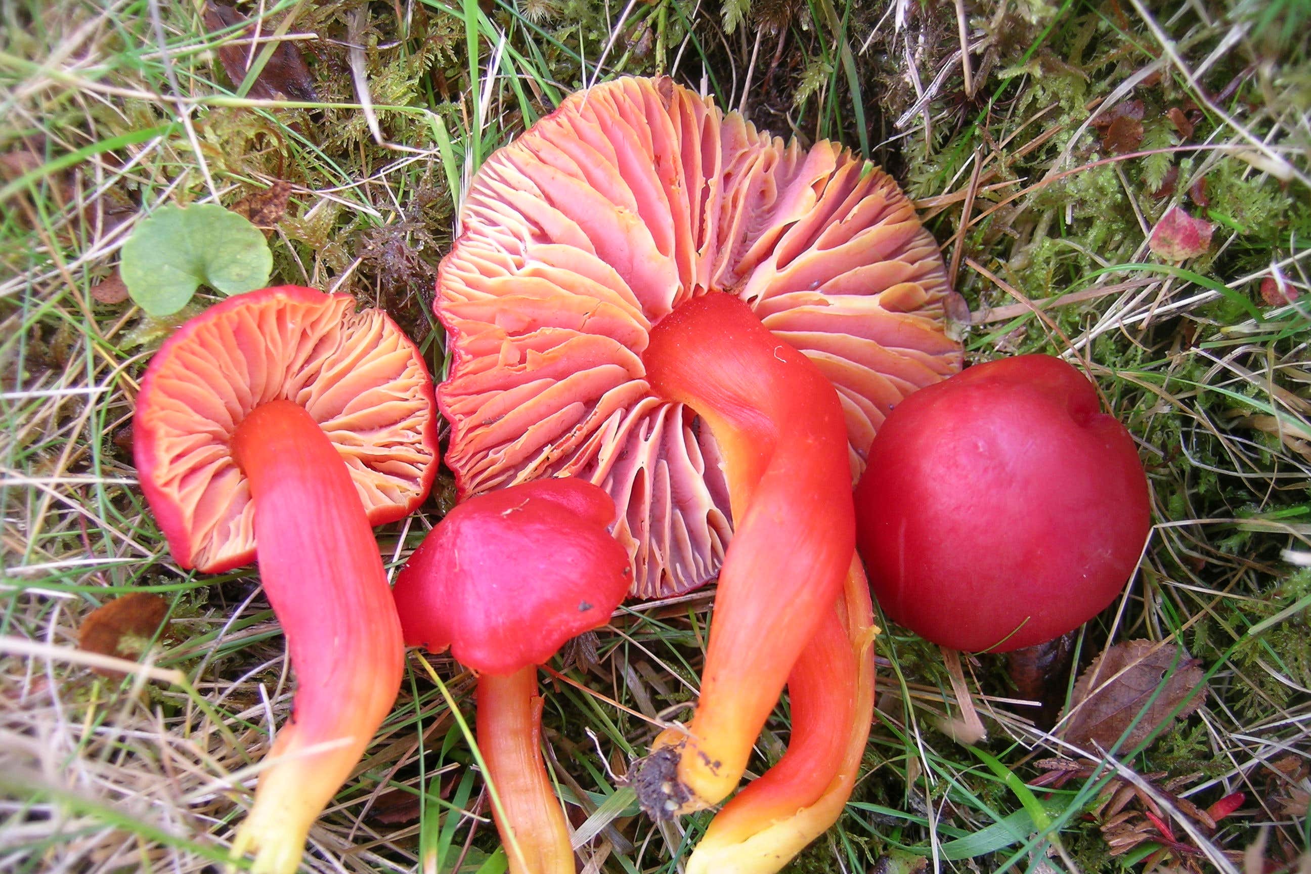 The splendid waxcap mushroom is assessed as vulnerable (John Bjarne Jordal/PA)
