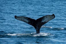 Trump claims offshore wind energy is driving whales ‘loco.’ Scientists disagree
