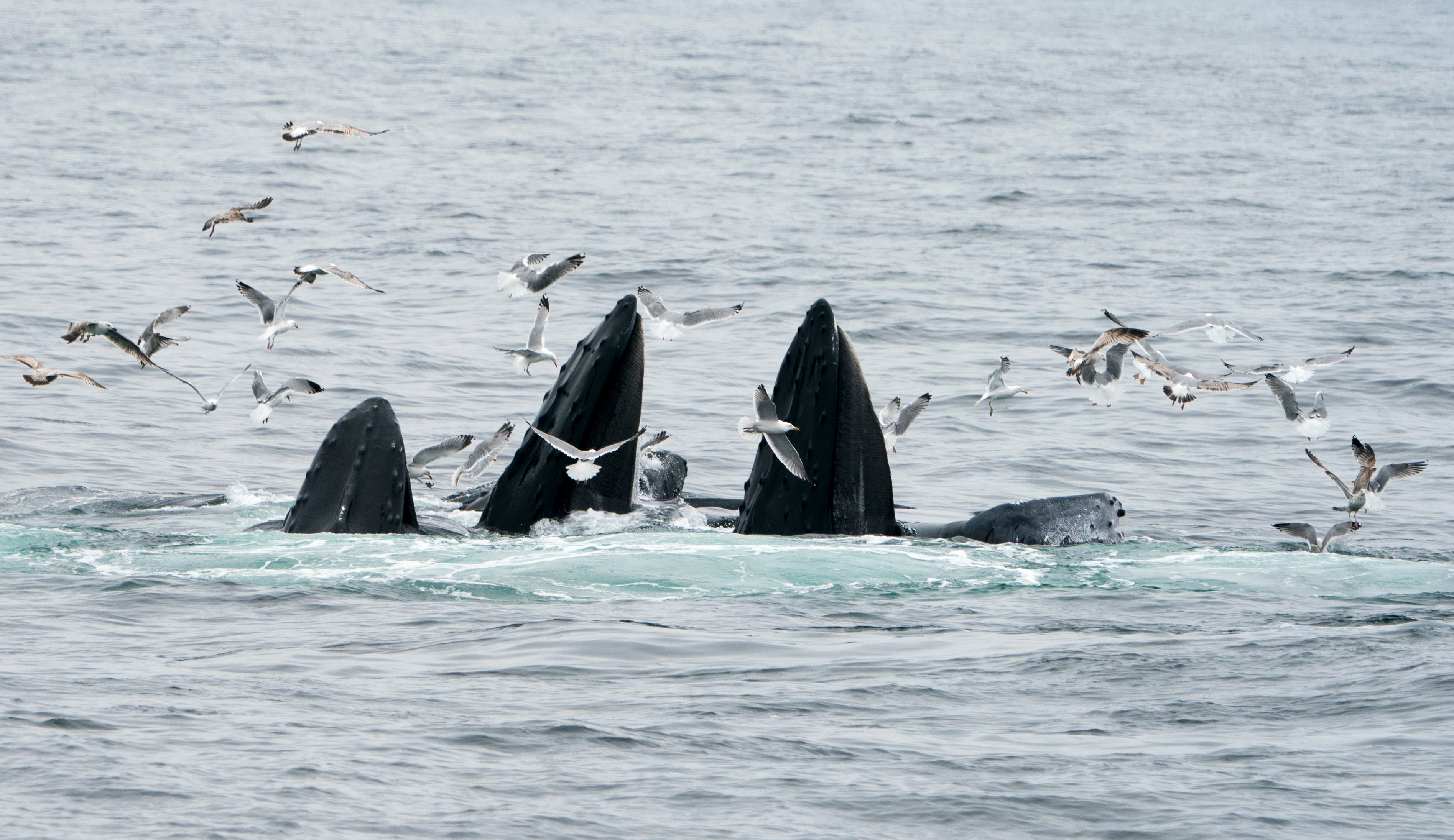 Massachusetts is a destination for endangered North Atlantic right whales. Scientists say strandings have occurred along the coast event within wind construction and surveys