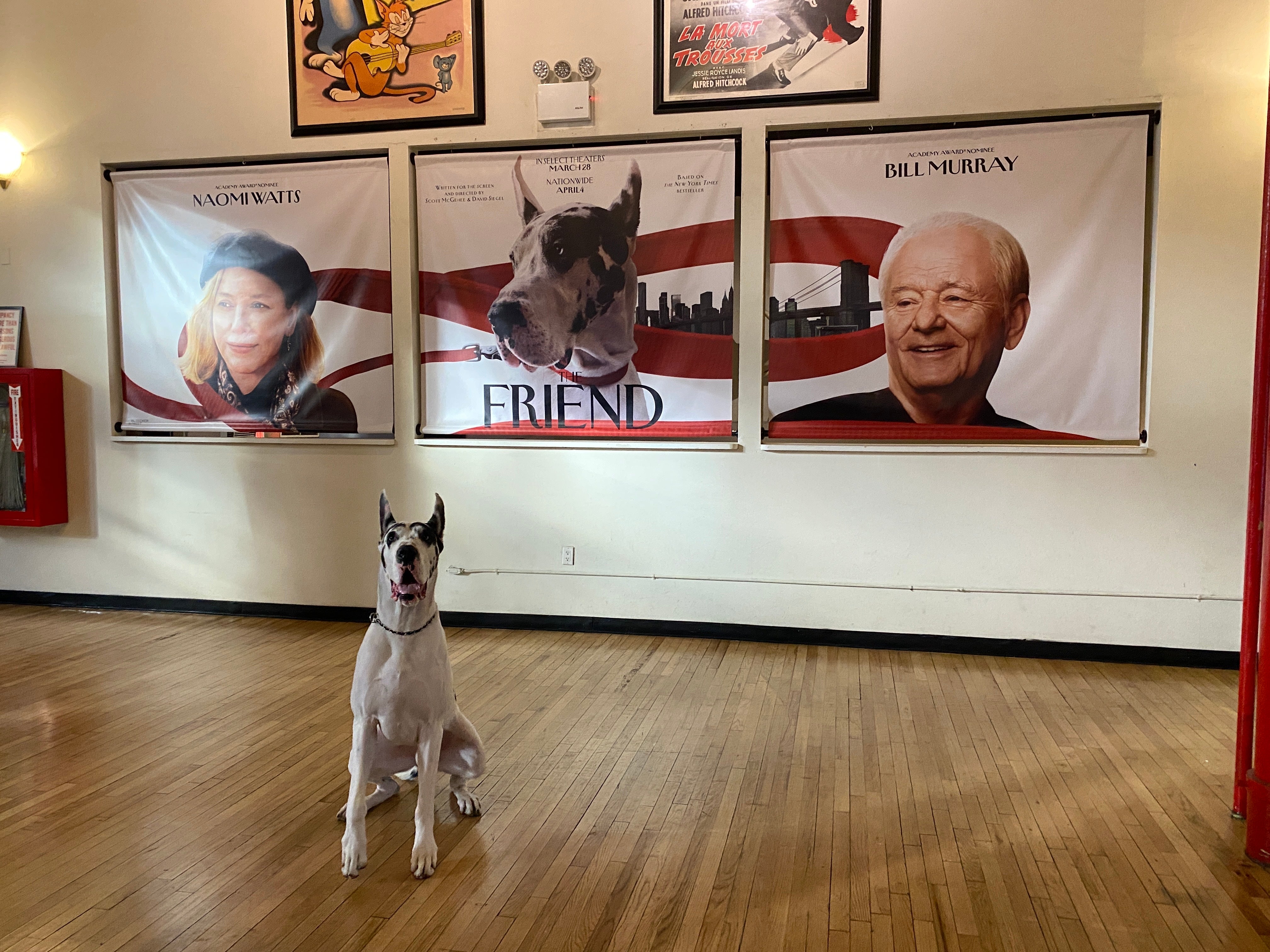 Bing the Great Dane poses at an advance screening of 'The Friend'