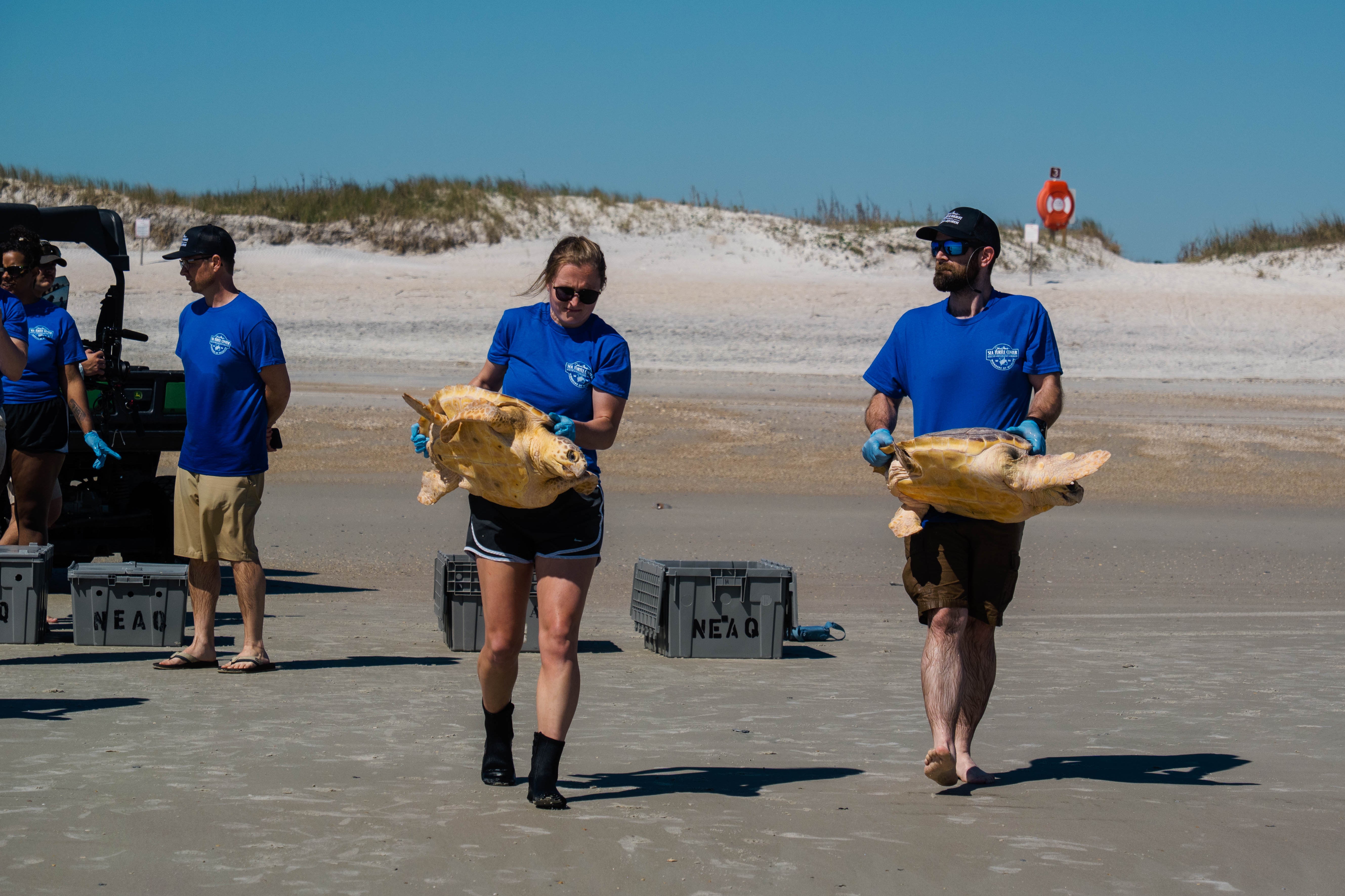 Florida Turtle Release
