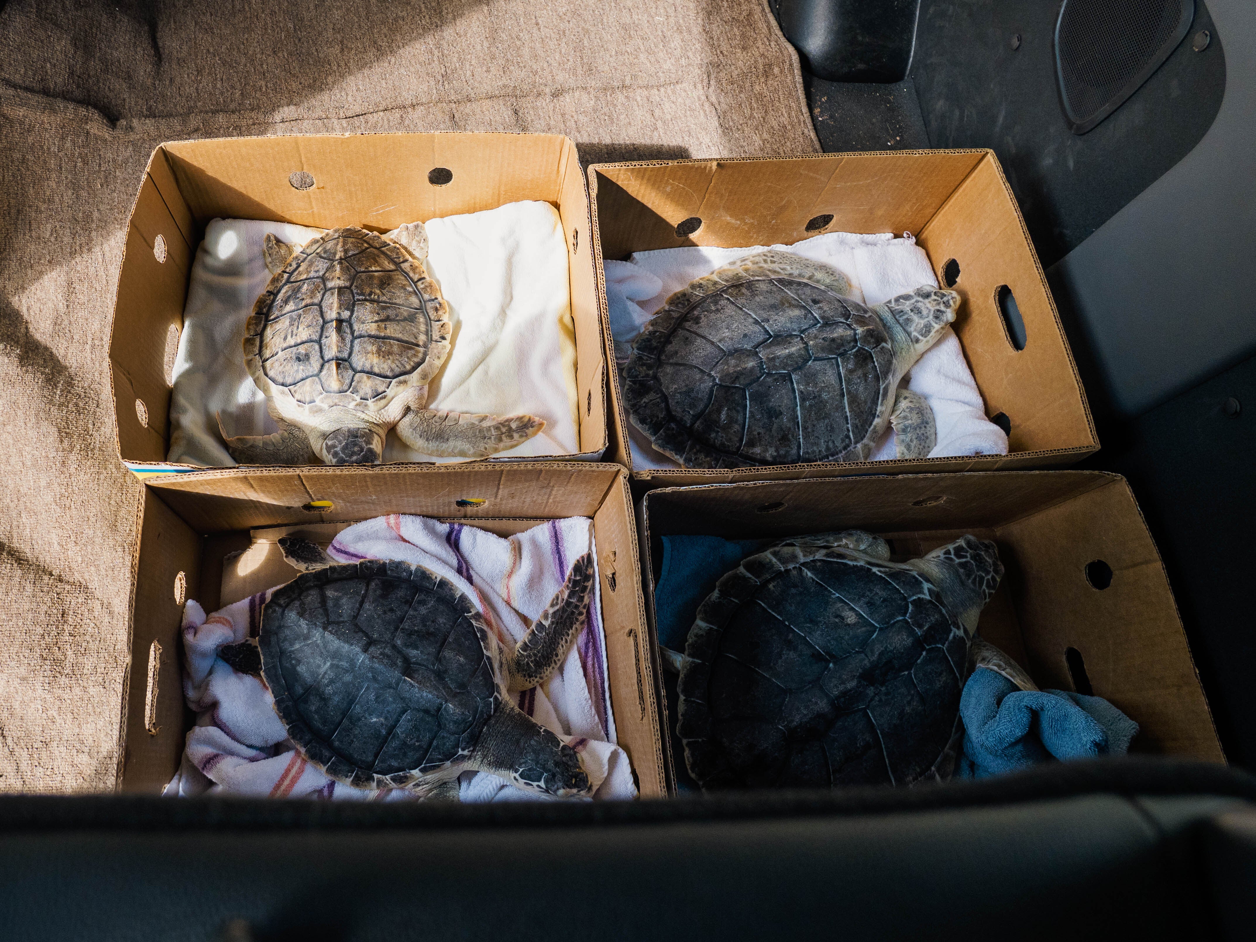 Florida Turtle Release