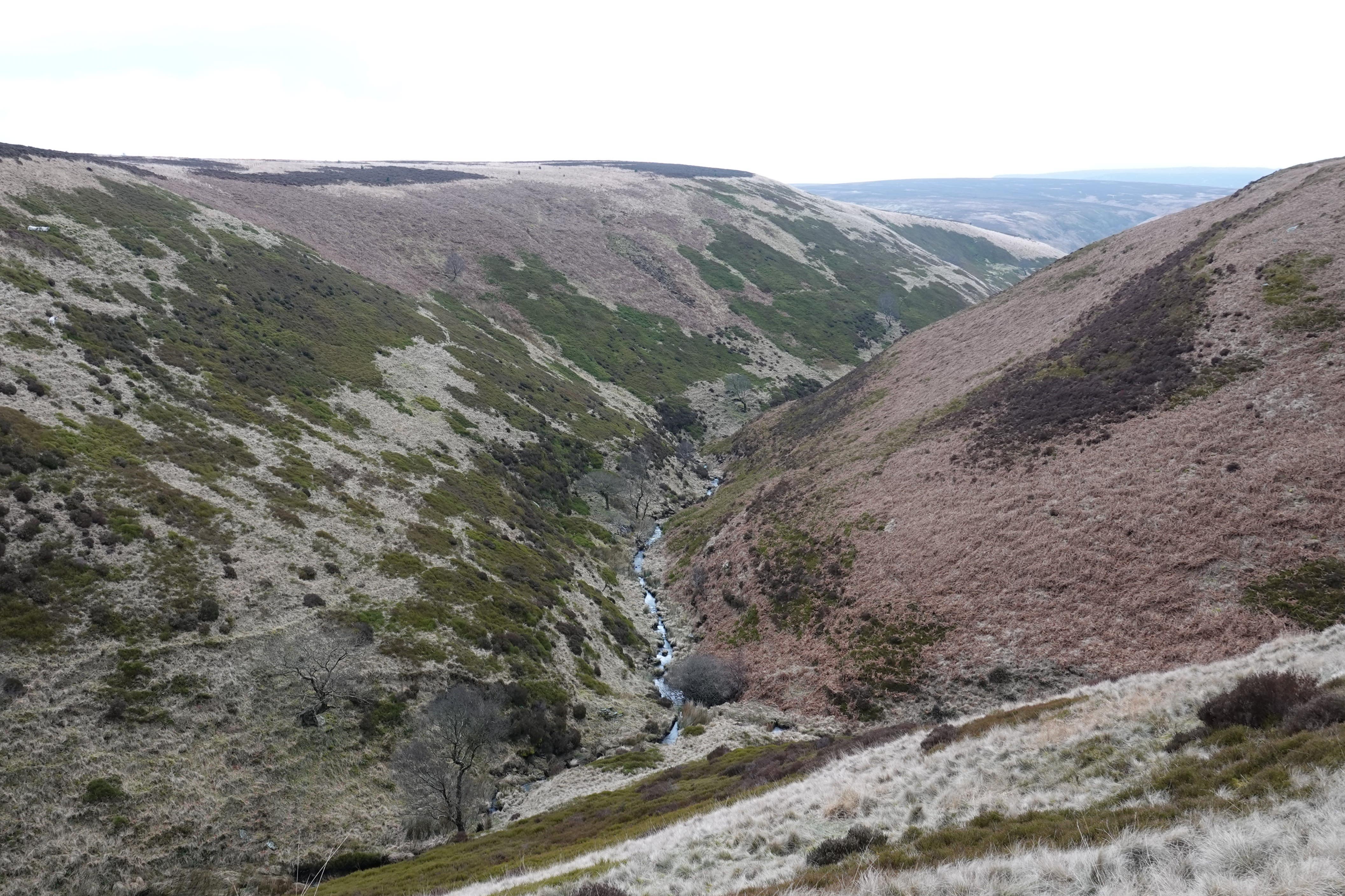 Garfield Weston Foundation funding will support tree establishment in sheltered valleys and cloughs in areas of the Peaks cared for by the National Trust (National Trust)