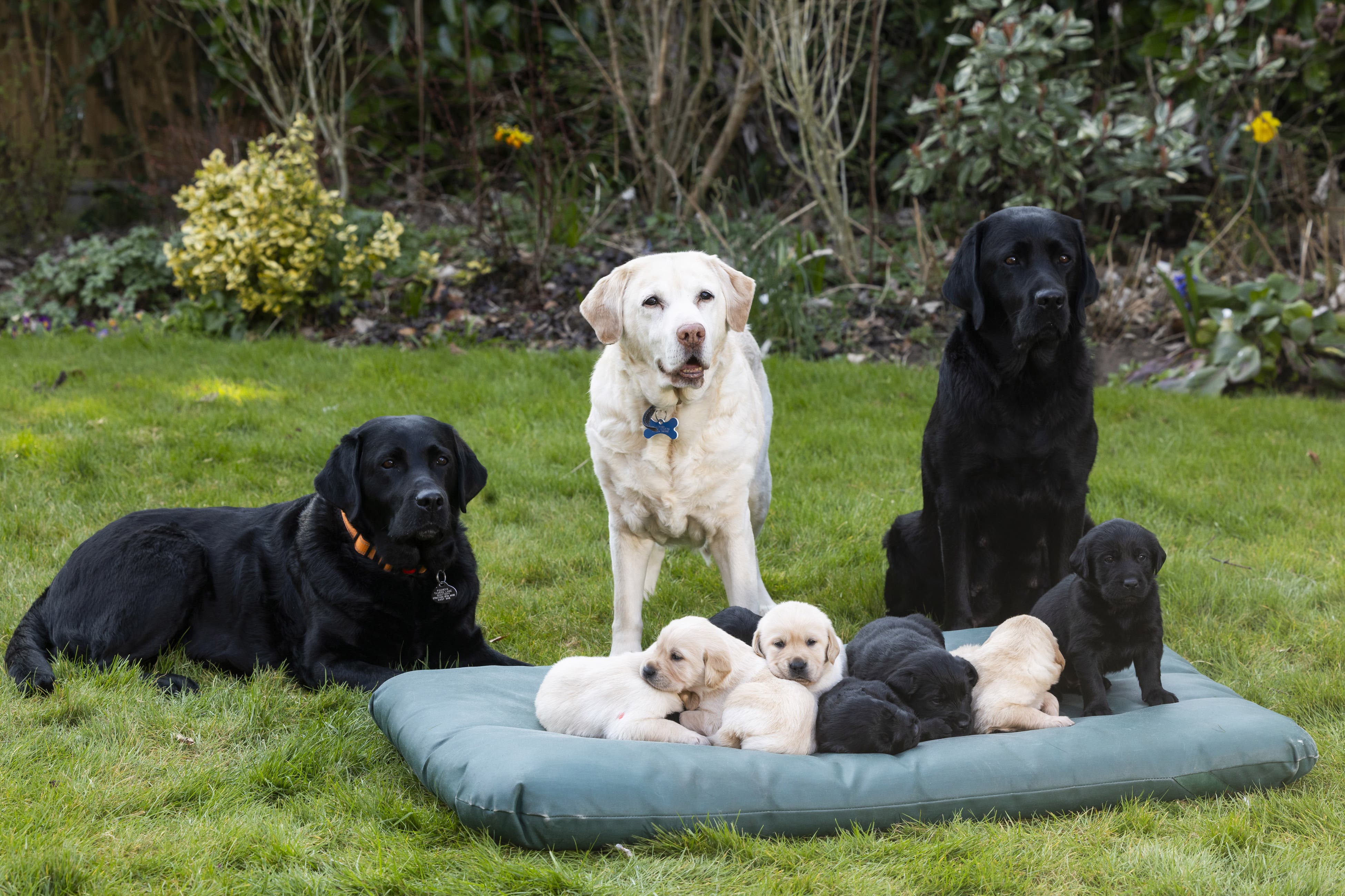 Connie (centre), with her daughter Sophie (left), granddaughter Coco (right) and alongside Coco’s yet-to-be-named puppies (Fabio De Paola Media Assignments/PA)