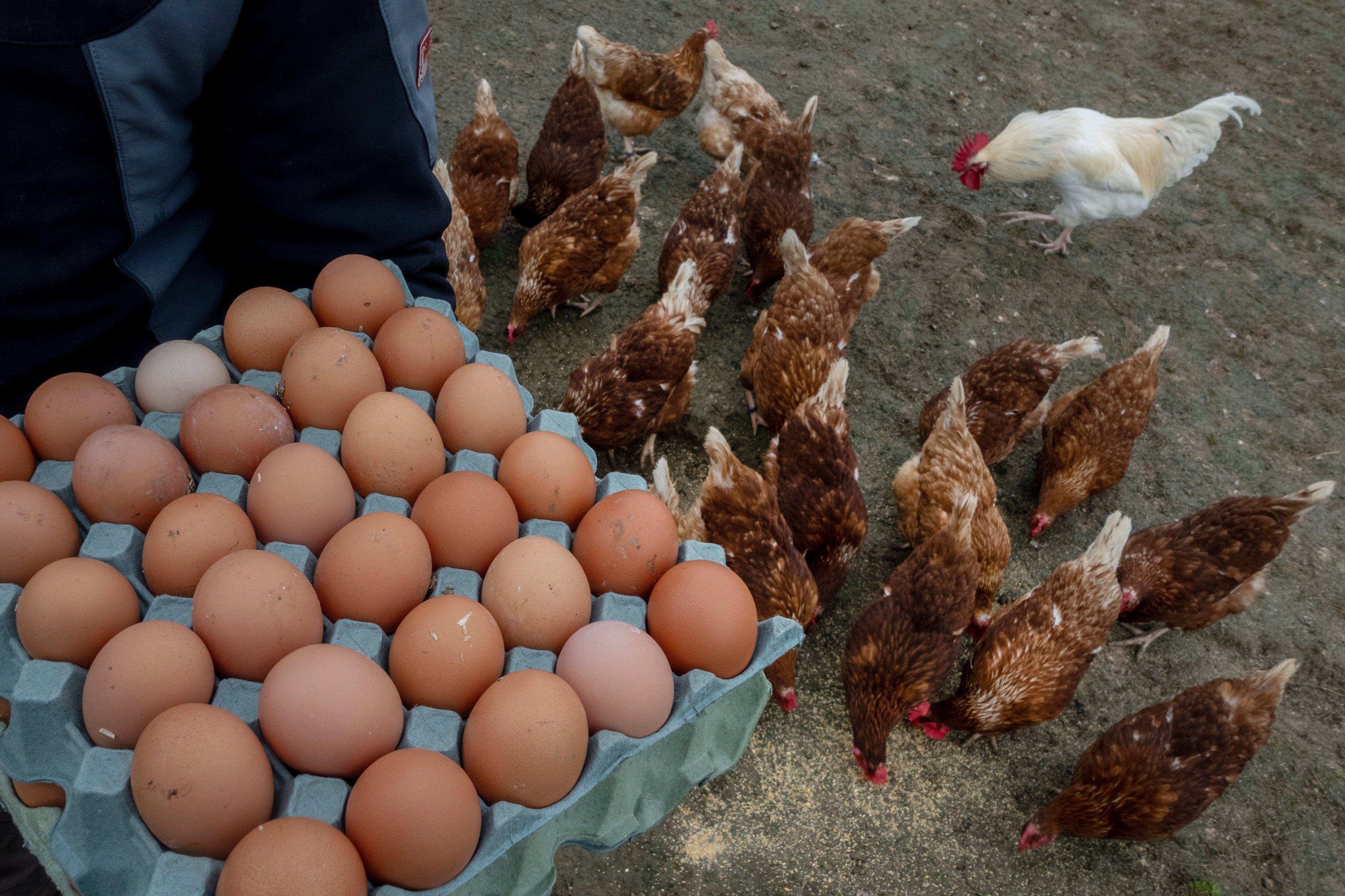 There are fears chlorine washed chicken could undercut British farmers and drive down standards in the industry