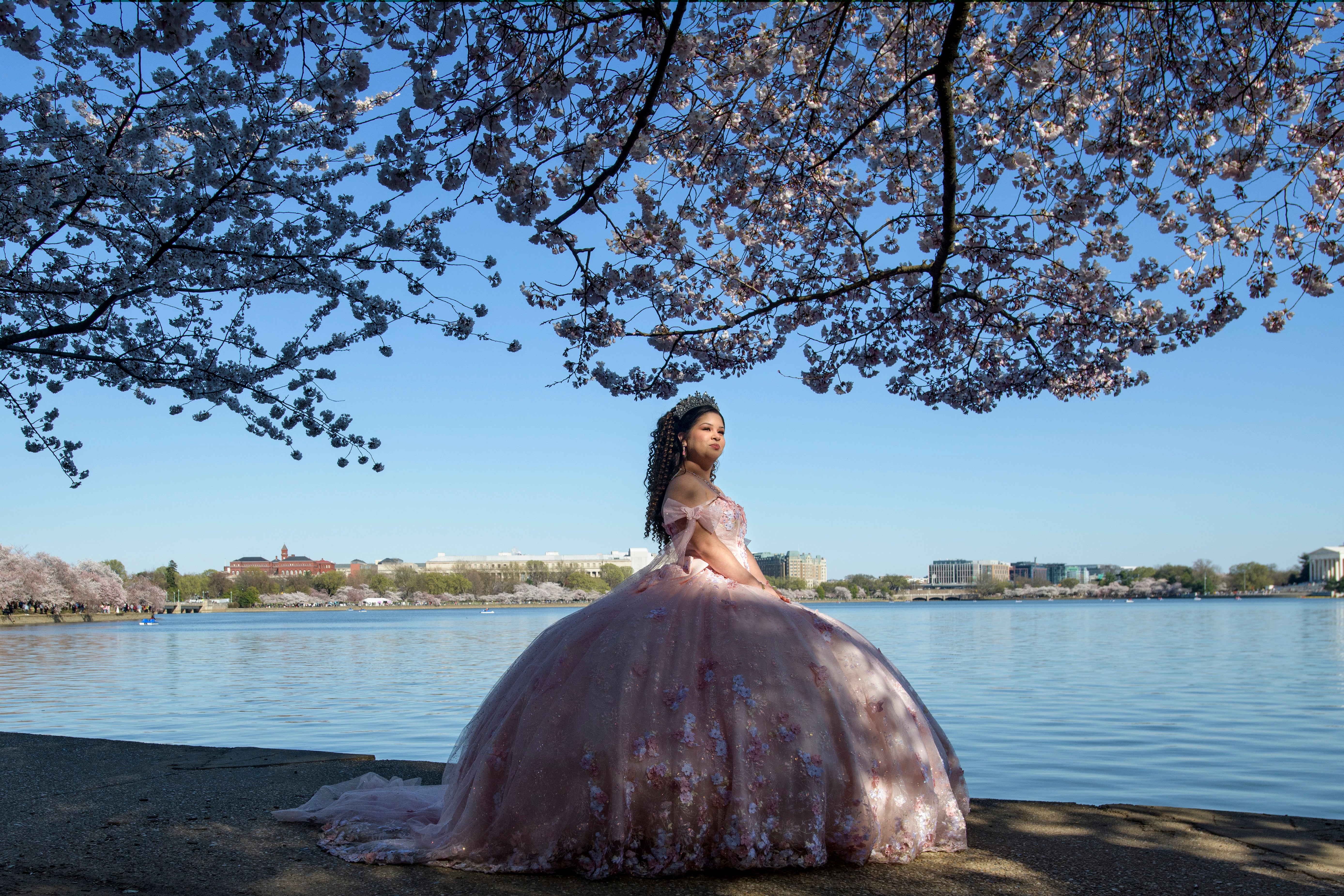 Washington Cherry Blossoms